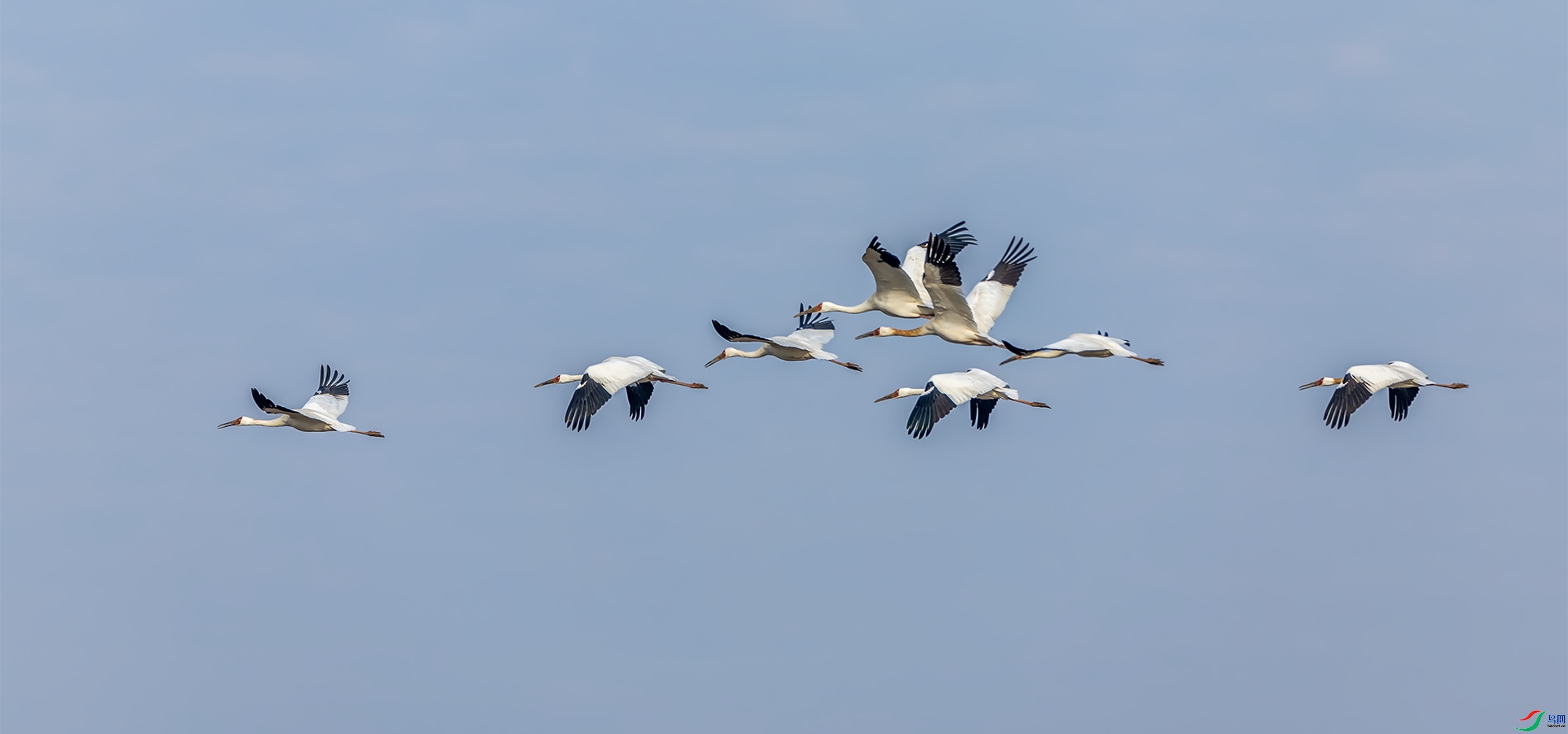 2.29 ��Ӱ������ʦ��Ʒ  �׺׷���  �ٻ�2024��2��29��������ҳ����.jpg