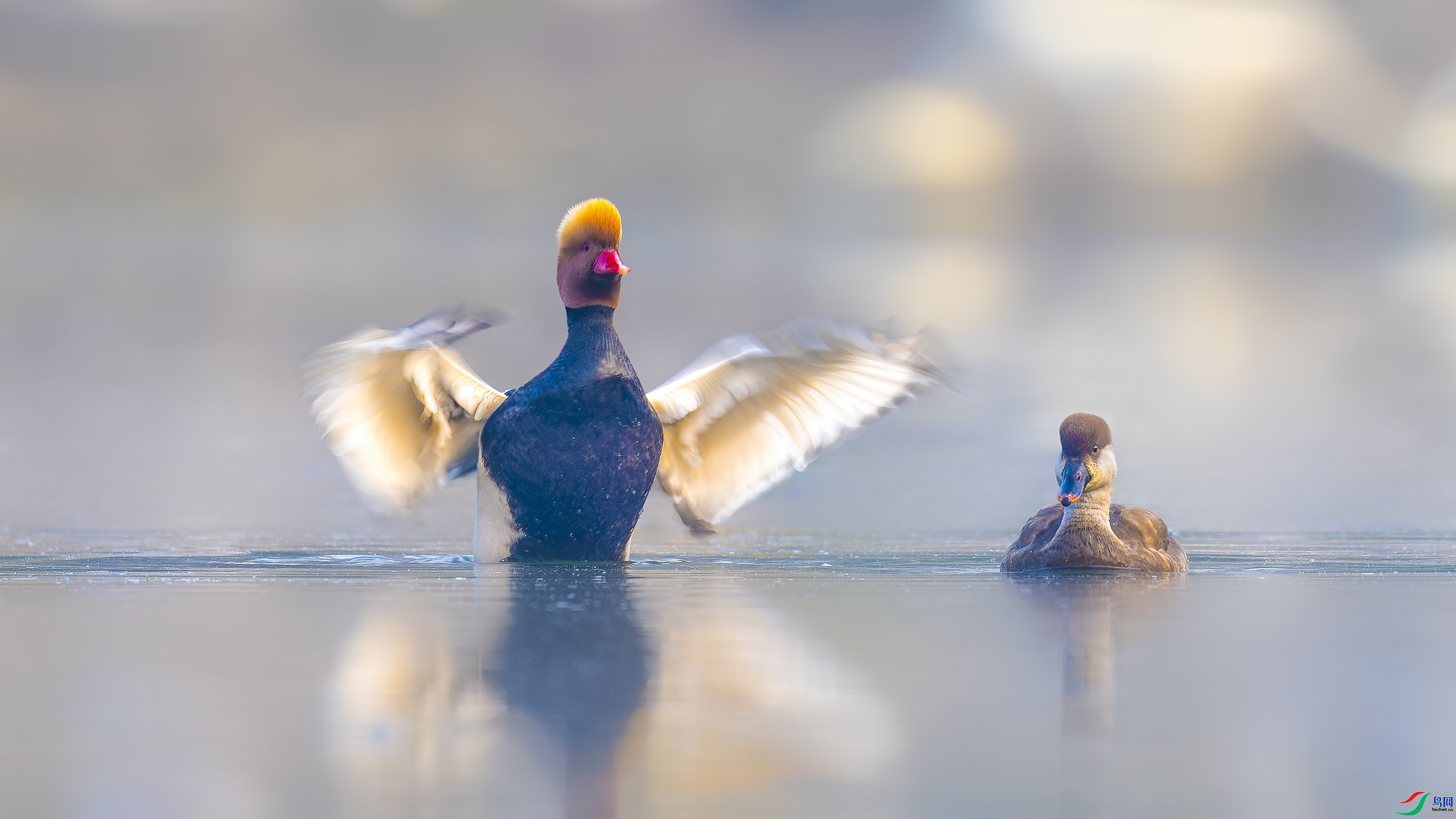 2.29 ľ��ˮ����ʦ��Ʒ  ����  �ٻ�2024��2��29����Ӱʦ��ҳ����.jpg