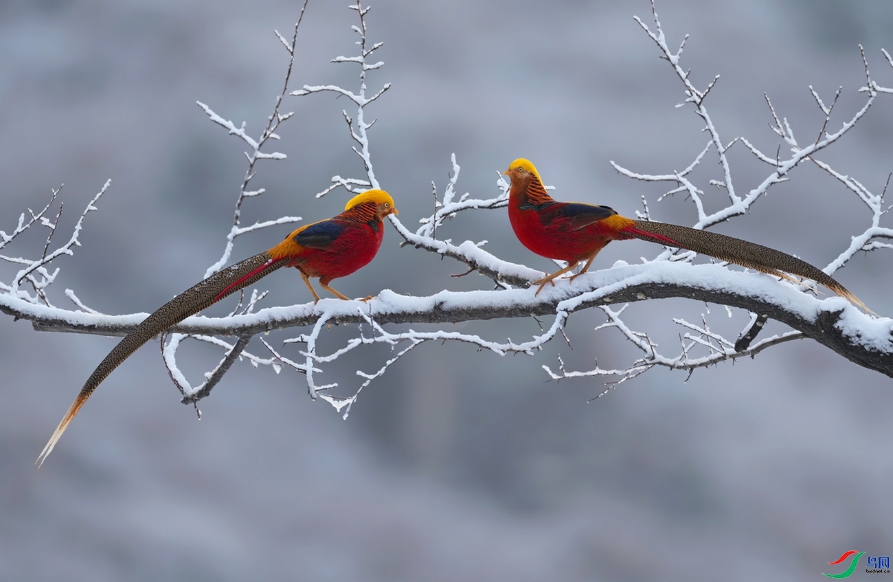 2.29 ����ʫһ��������ʦ��Ʒ  ѩ�л���  �ٻ�2024��2��29�ջ�Ա��ҳ����.jpg