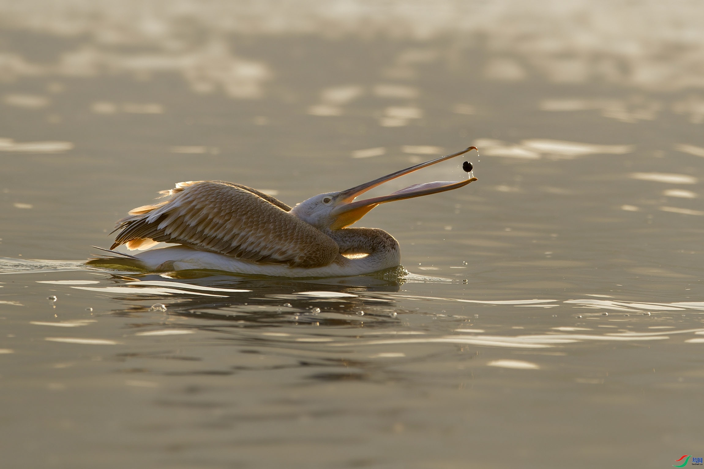 3.1 ���̲�����׺�����ʦ��Ʒ  �����ʦ  �ٻ�2024��3��1��������ҳ����.jpg