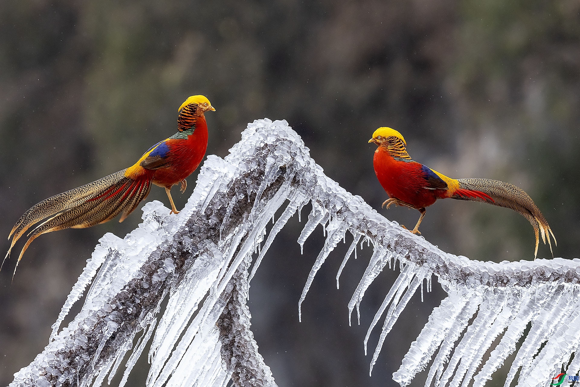 3.1 ˼�������ʦ��Ʒ  ��·���  �ٻ�2024��3��1�ջ�Ա��ҳ����.jpg