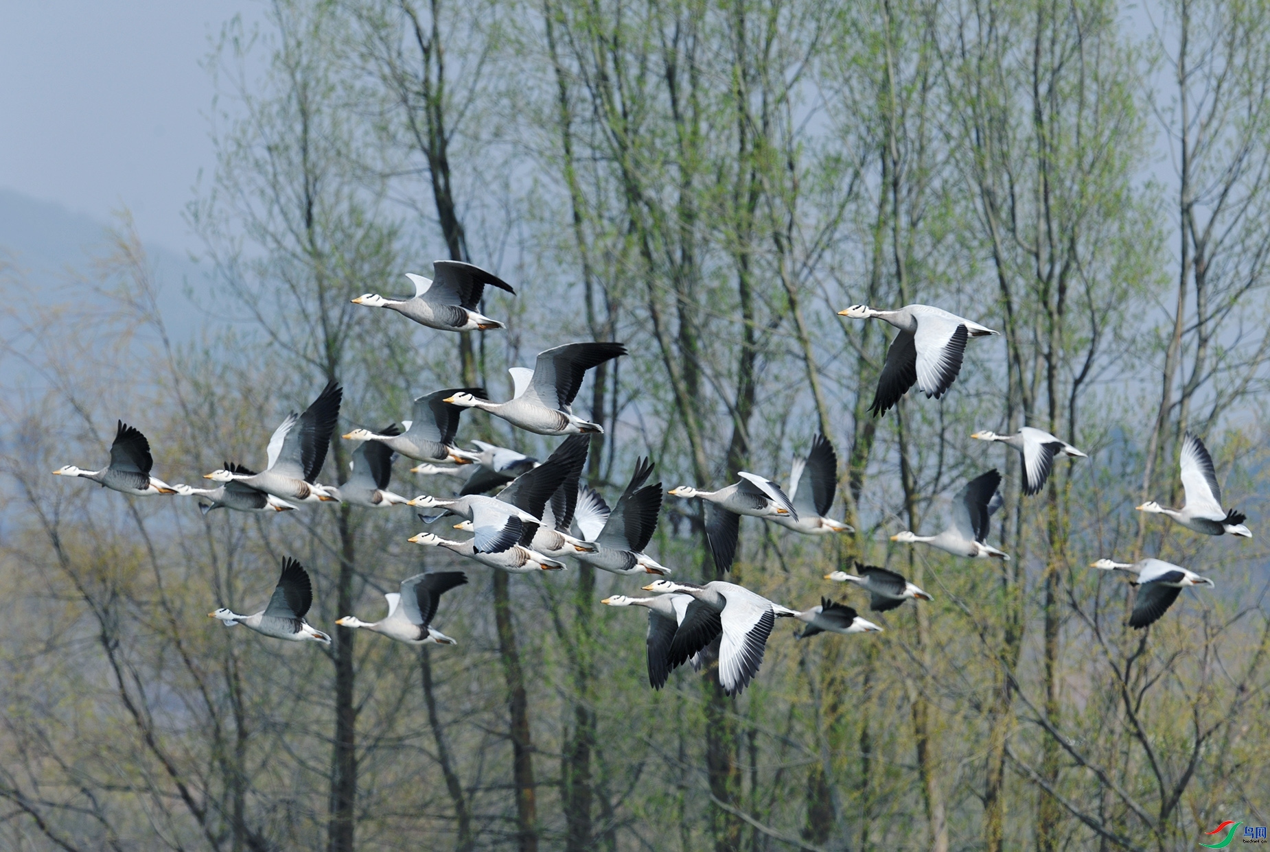 3.1 ӯӯ��ʦ��Ʒ  �����еĴ�Ұ  �ٻ�2024��3��1�ջ�Ա��ҳ����.jpg