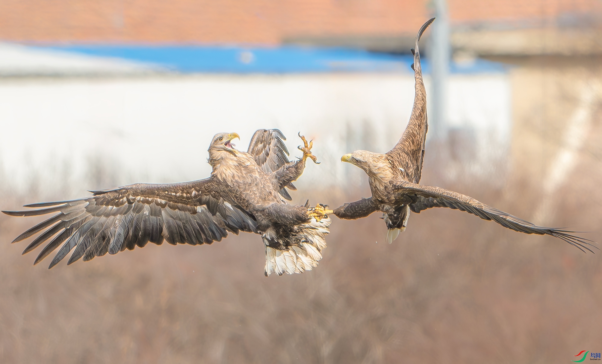 DSC_6116.jpg