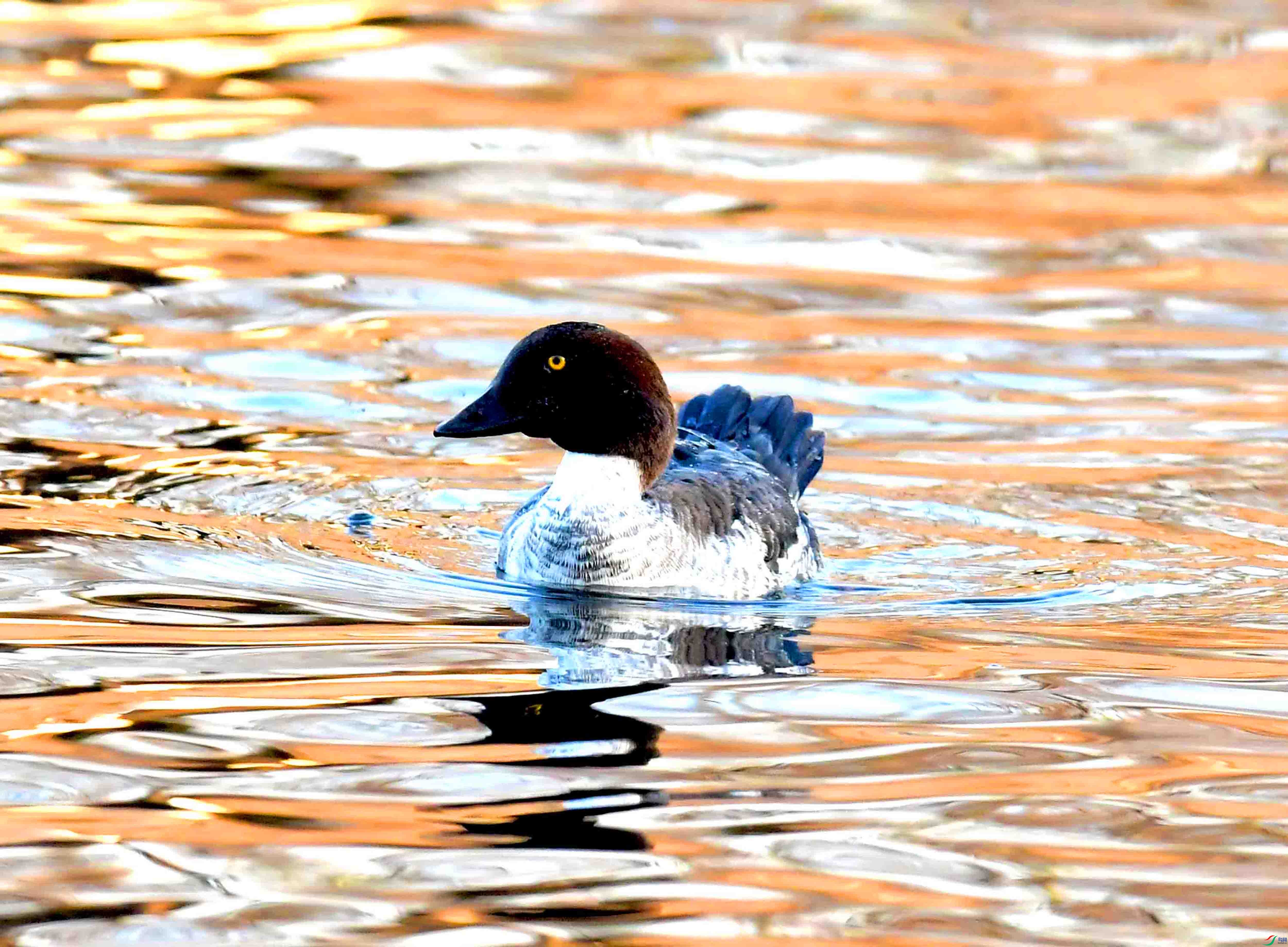 DSC_9952.JPG