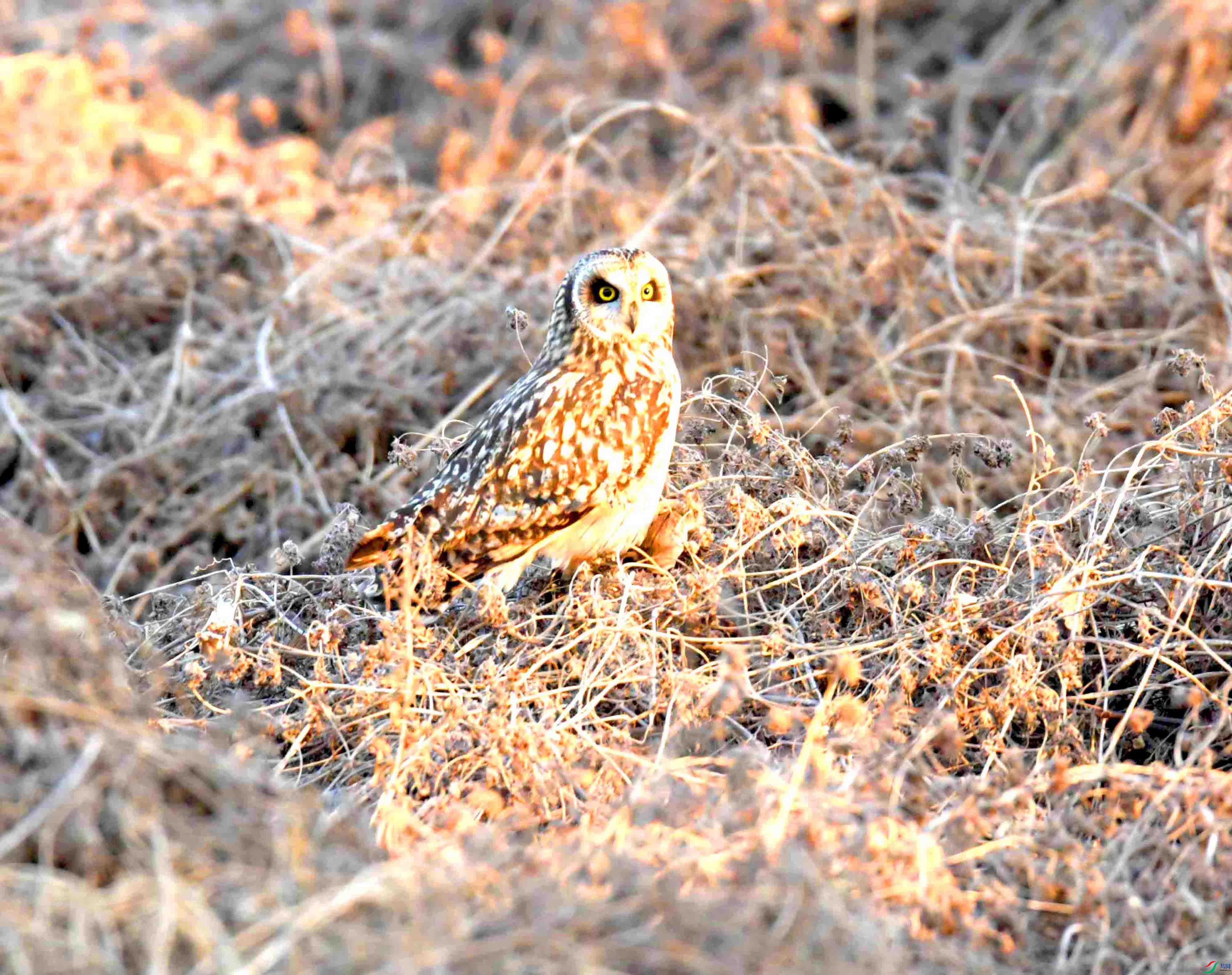 DSC_0914.JPG