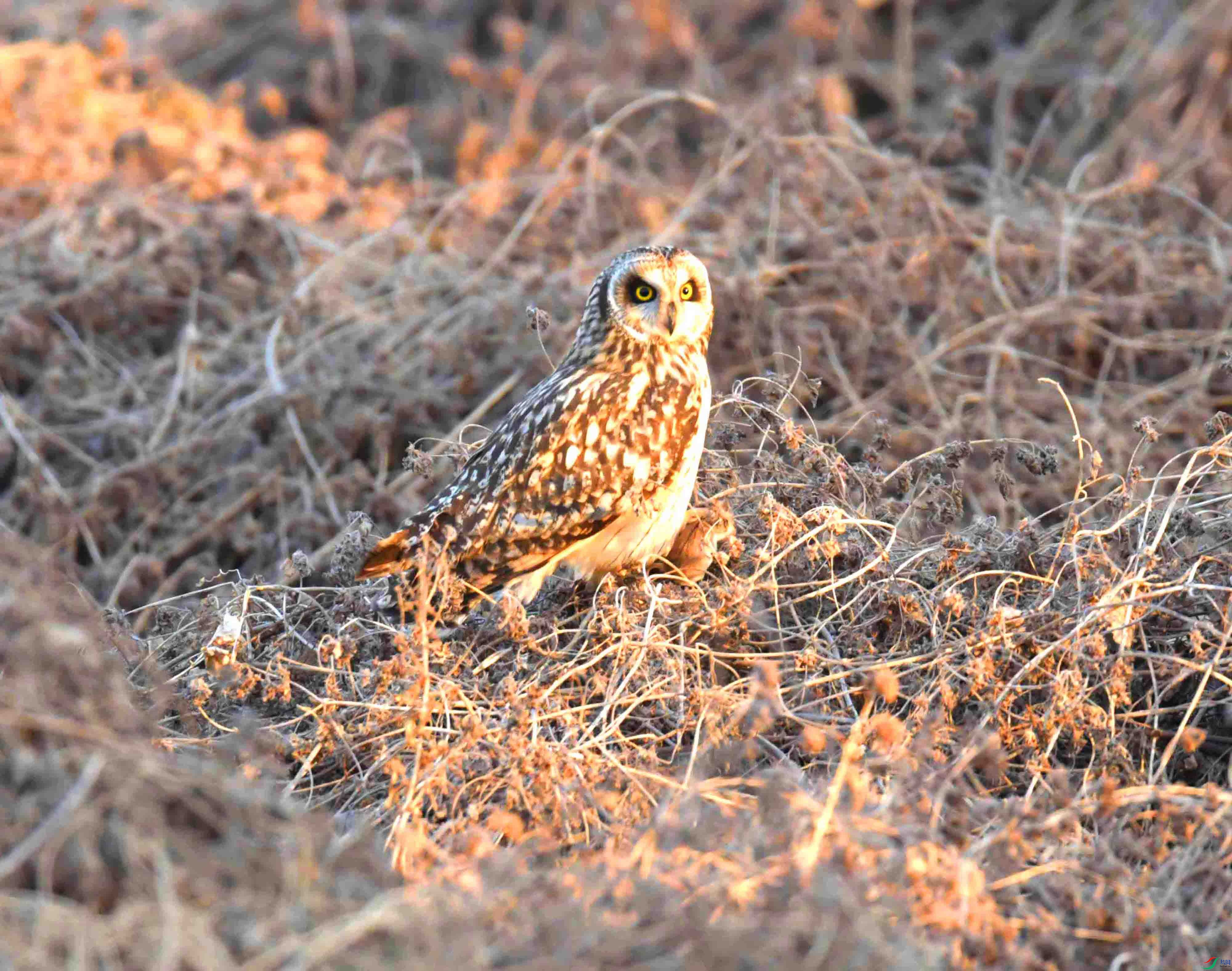 DSC_0916.JPG