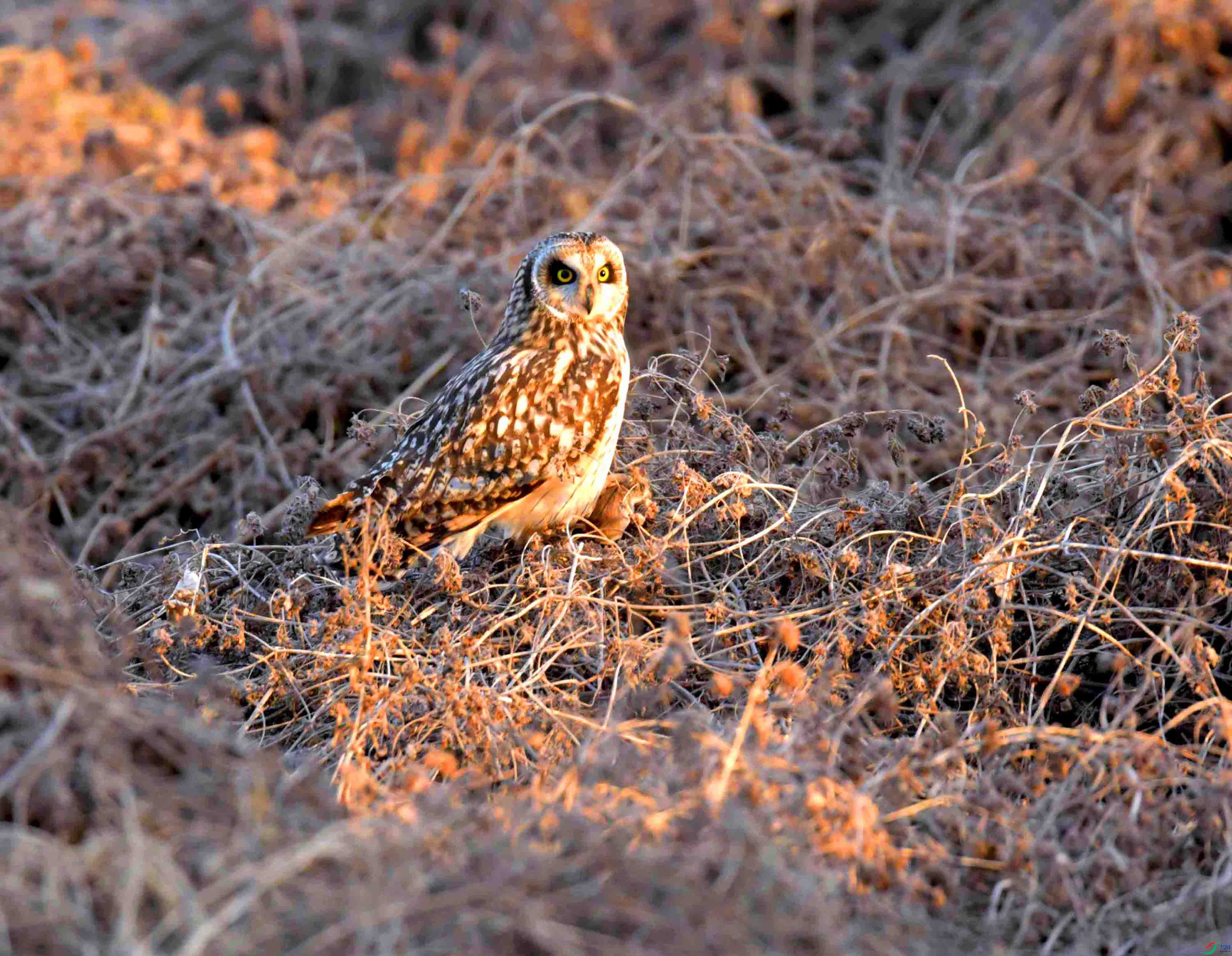 DSC_0919.JPG