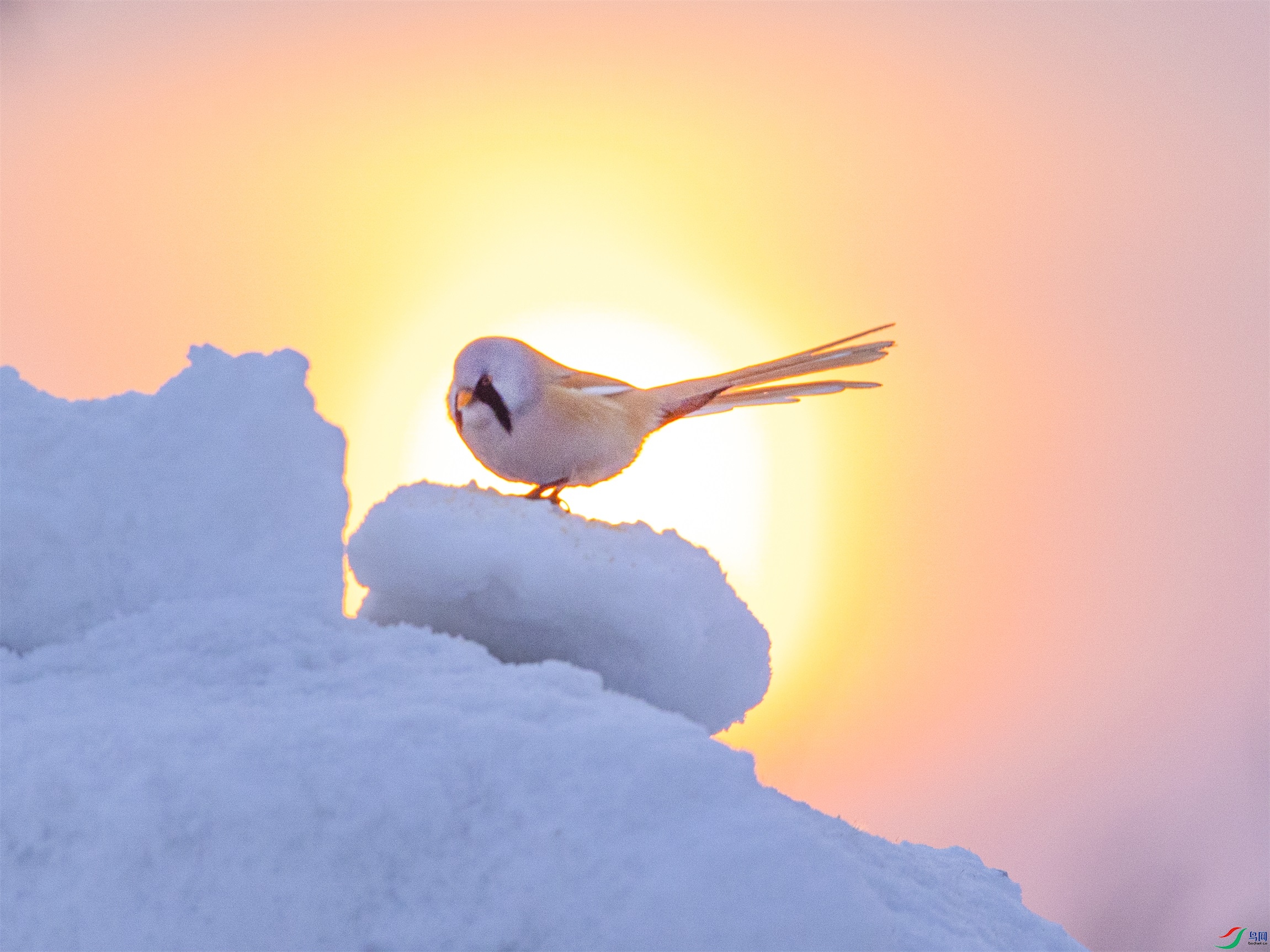 1K3A5062 ����1.jpg