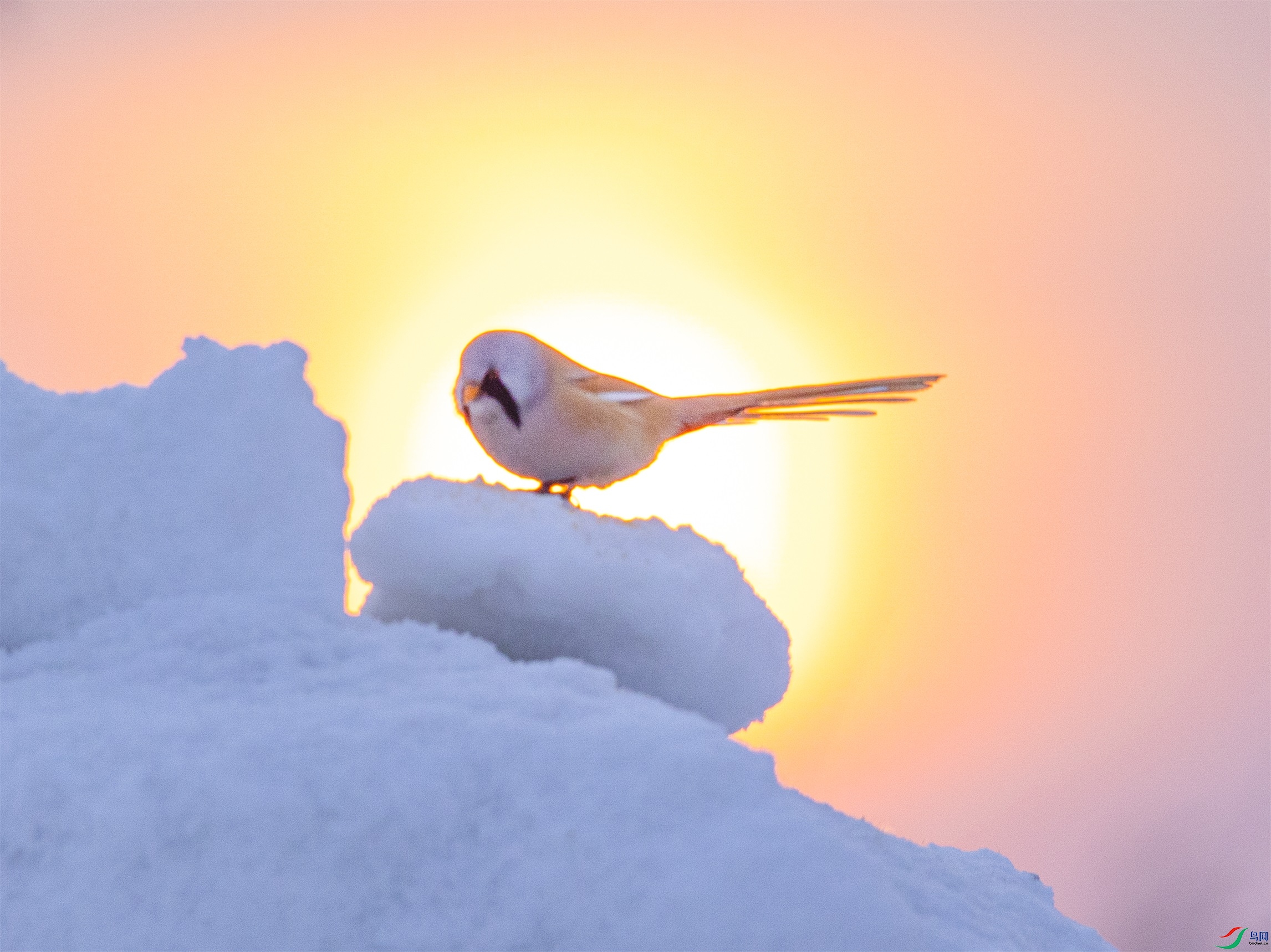 1K3A5064 ����1.jpg