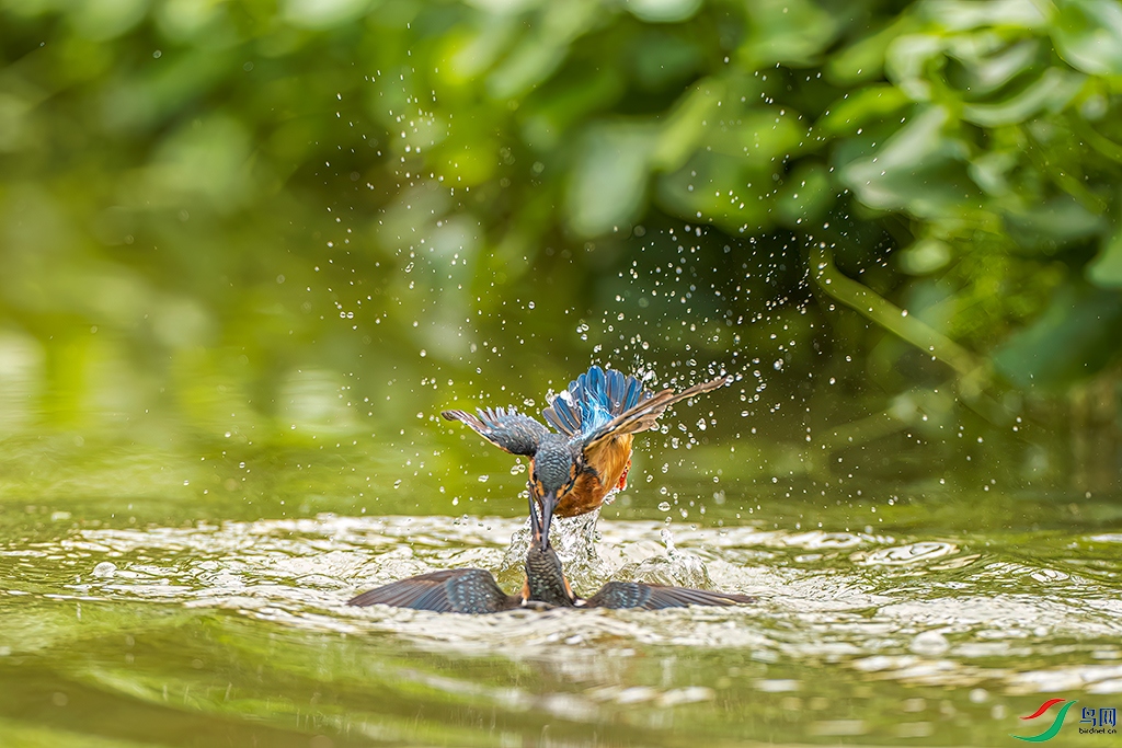 sdwfR 220813 (1298)_DxO.jpg