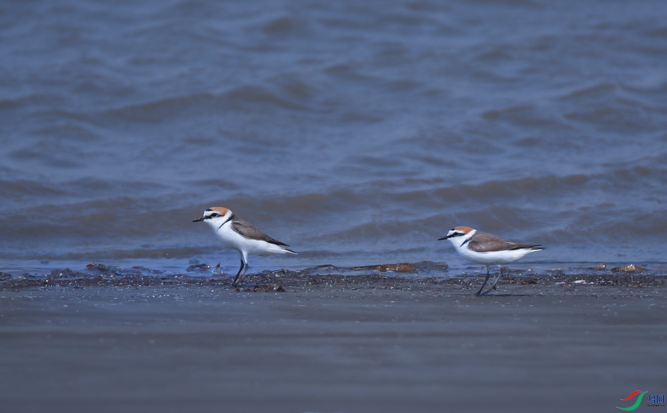 DSC_2960f.jpg