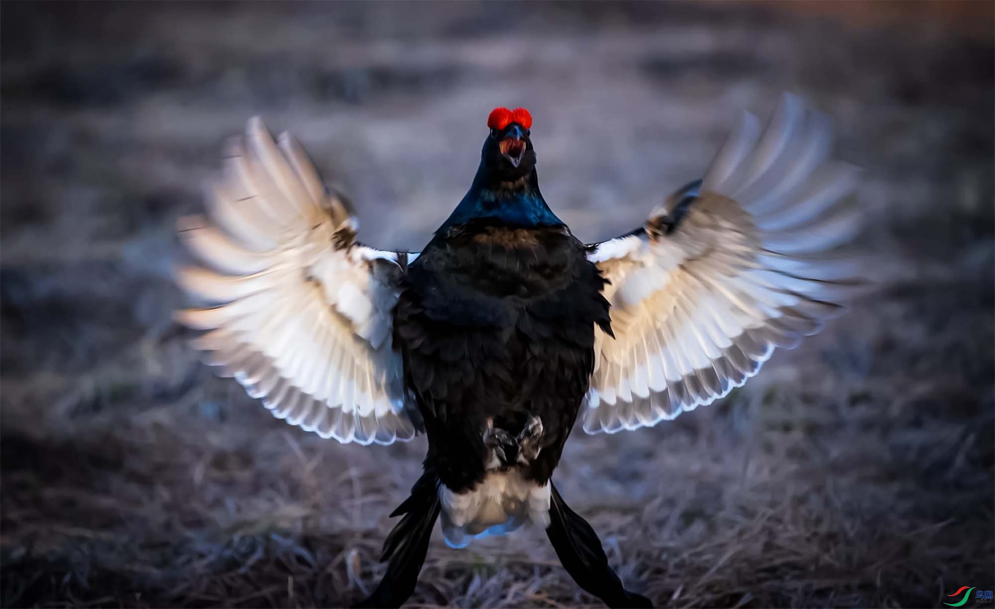 ���ټ�
