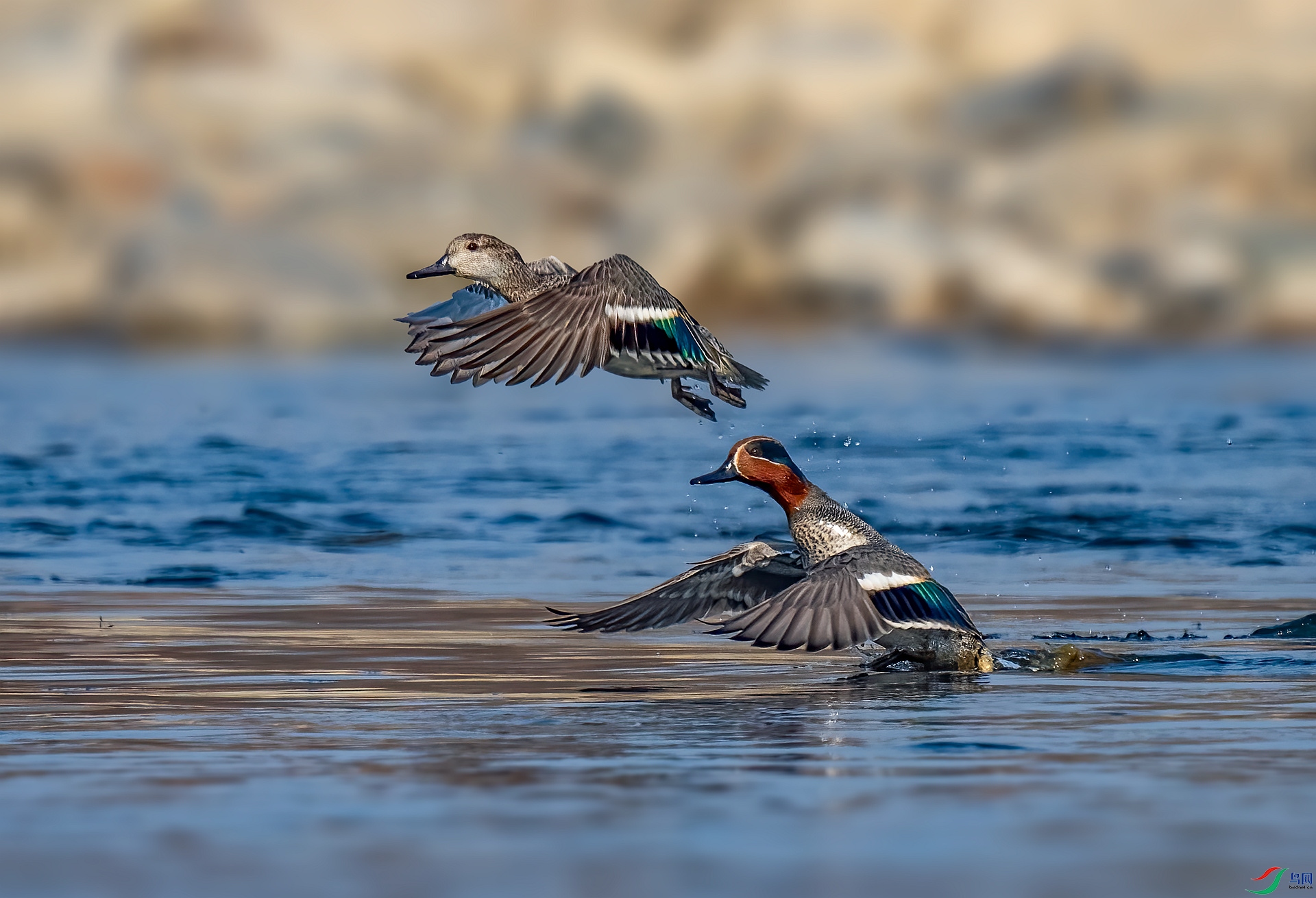 DSC_6488 ����_����.jpg