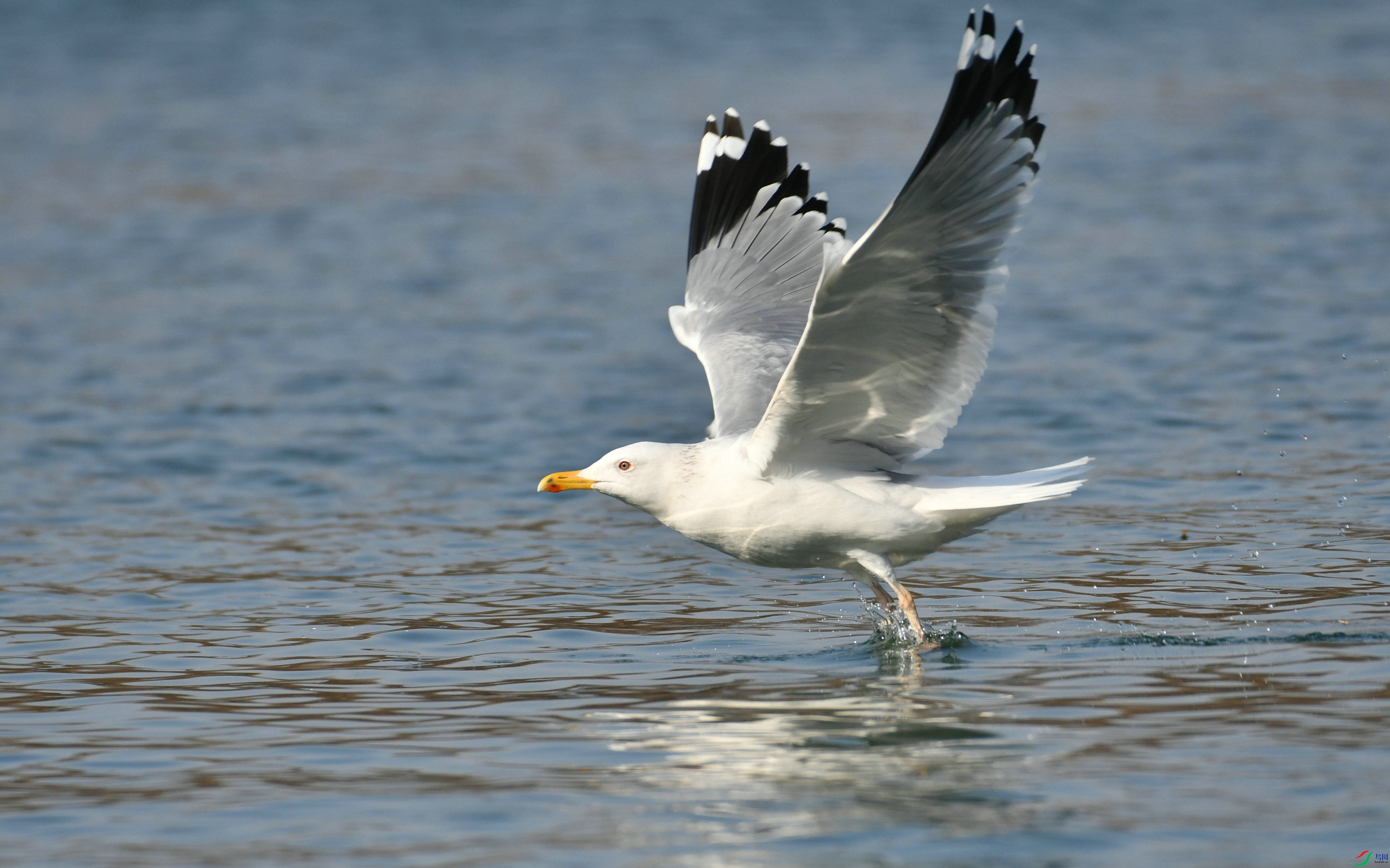 DSC_9033.JPG