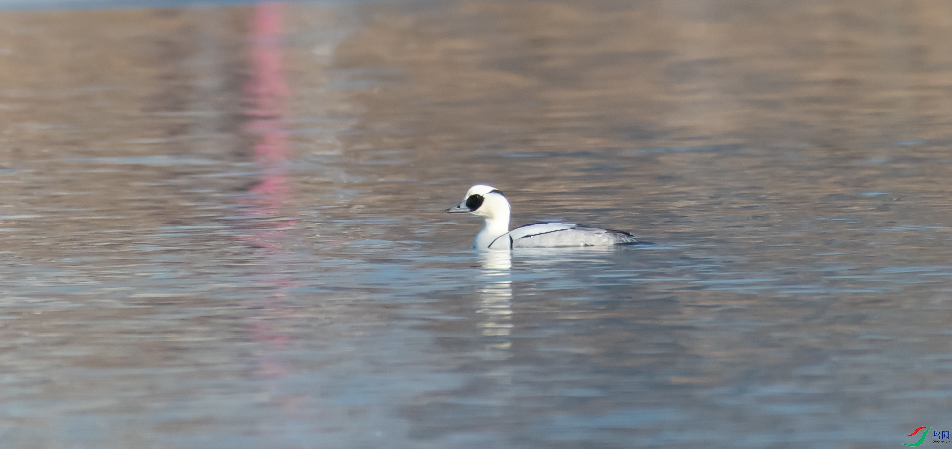 DSC_7437.jpg