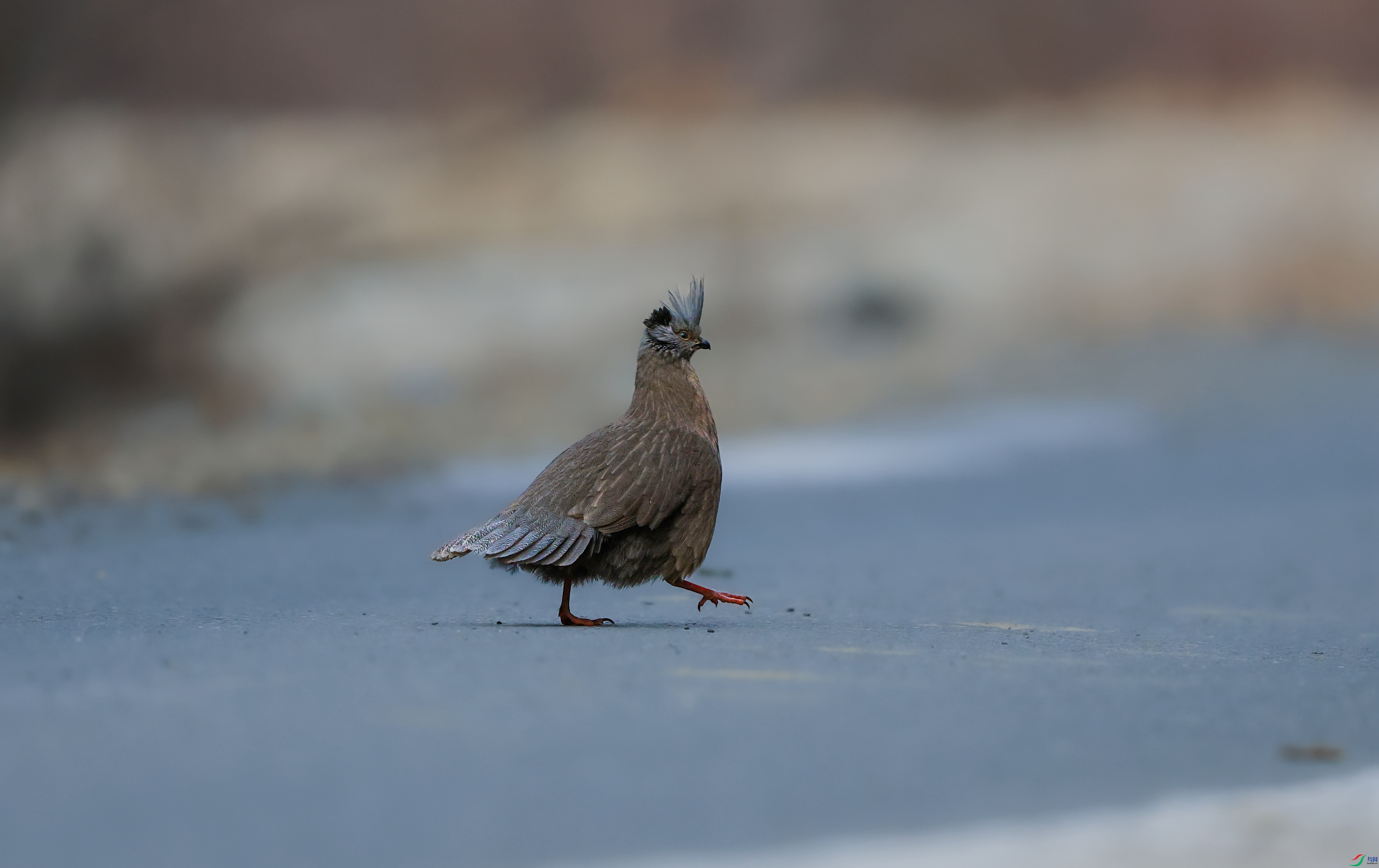 7X5A3964 - ����.JPG