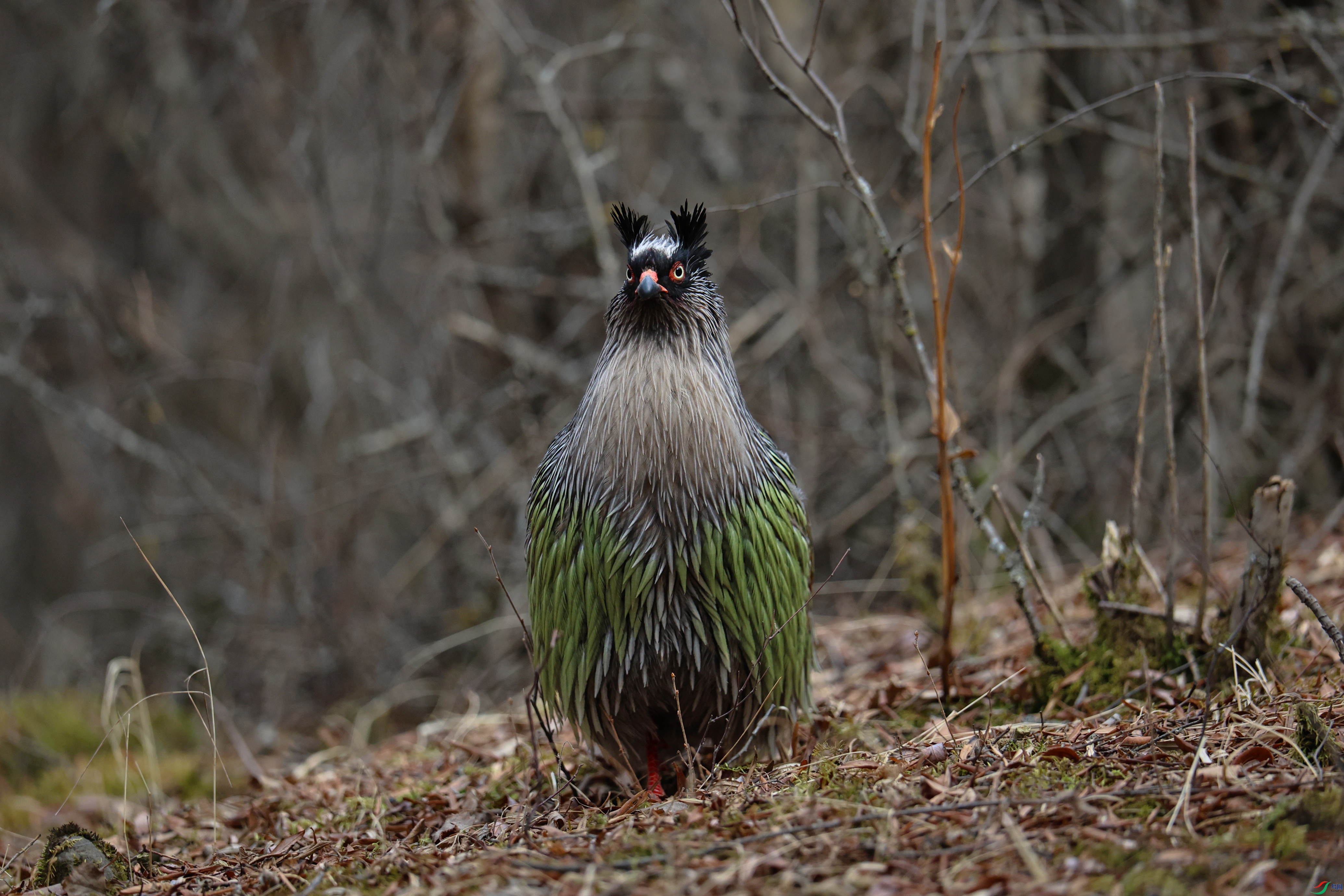 7X5A4242 - ����.JPG