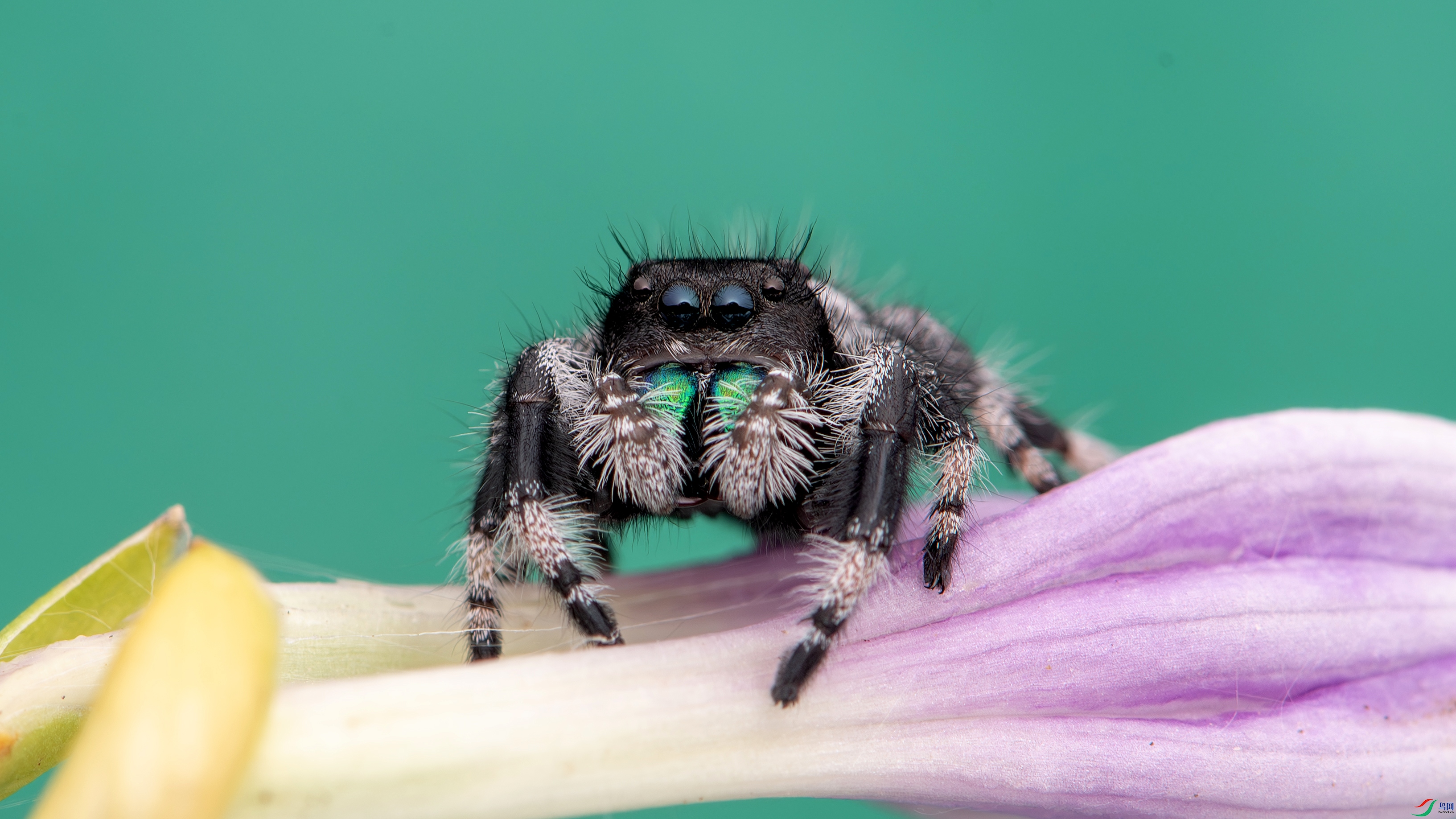 DSC_8375-����ǿ-NR ����.jpg