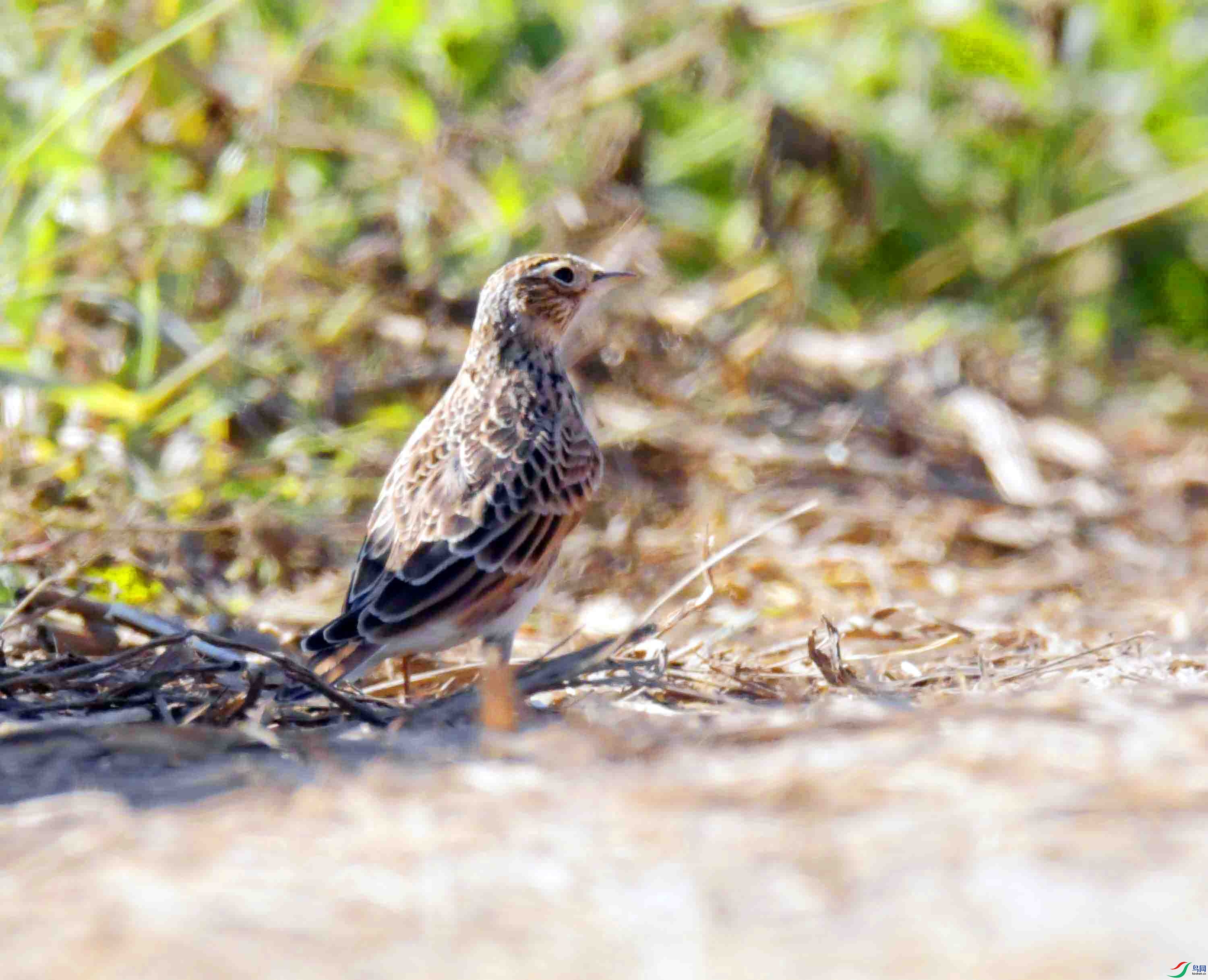 DSC_8874.JPG