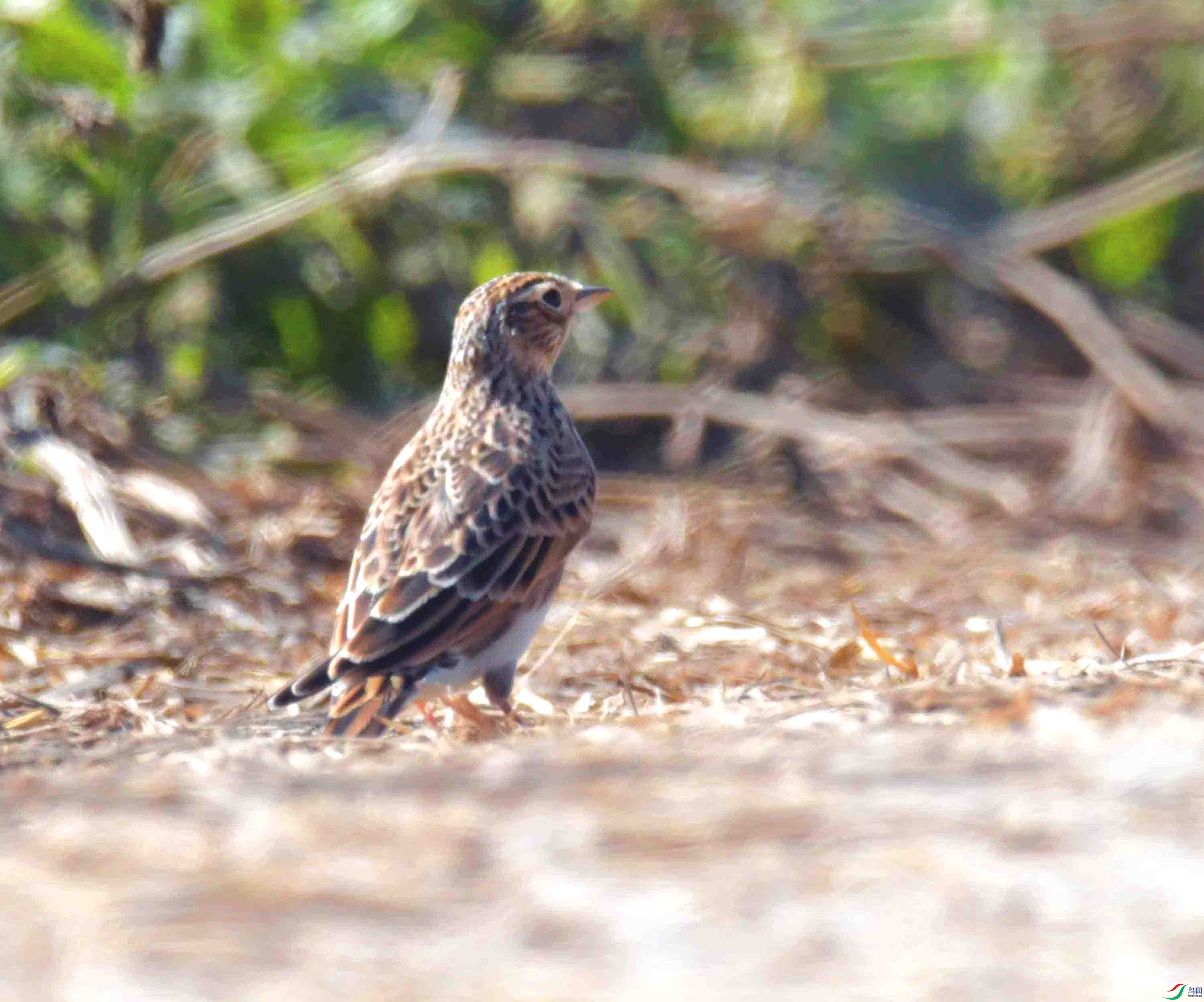DSC_8883.JPG