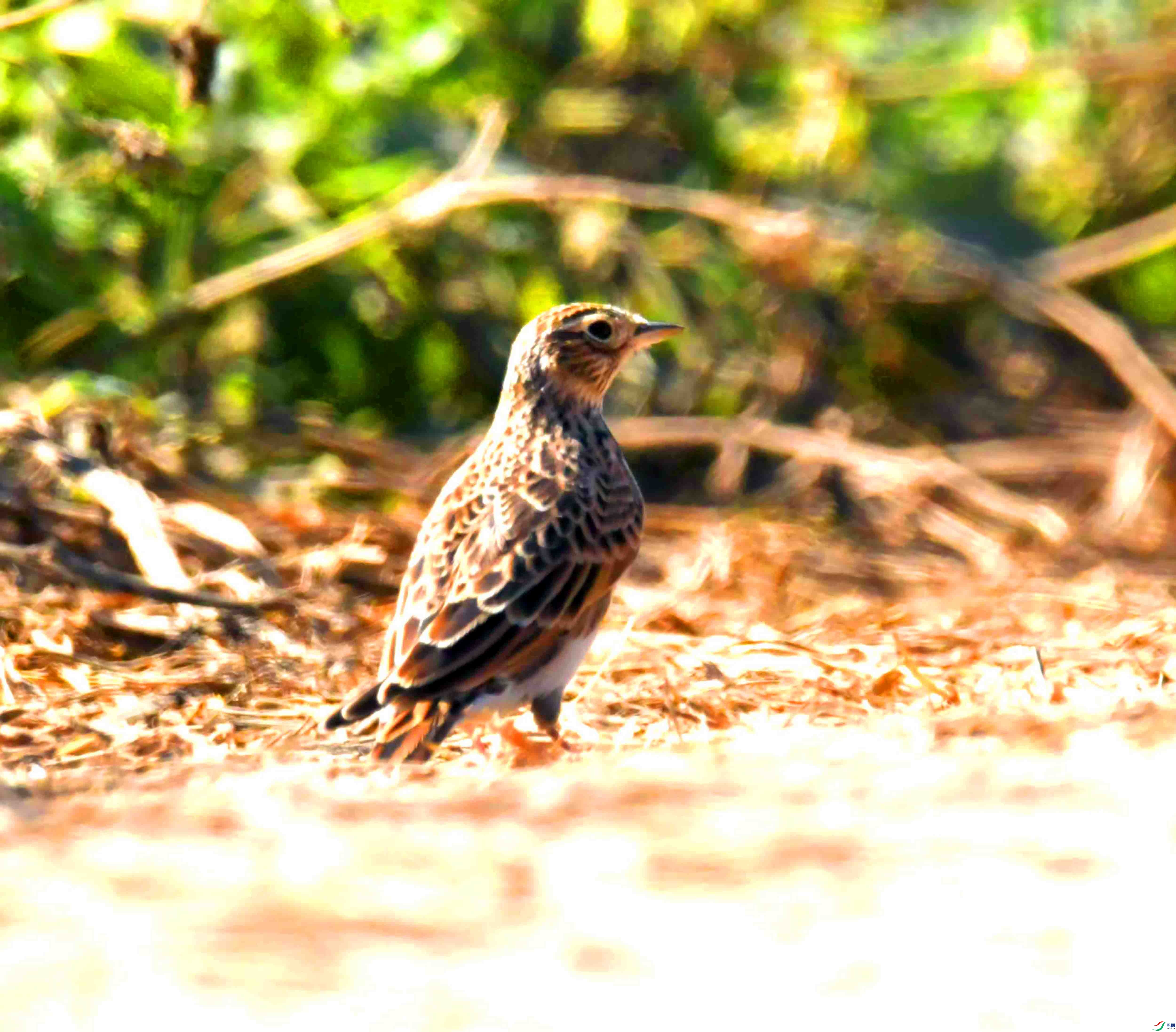 DSC_8885.JPG