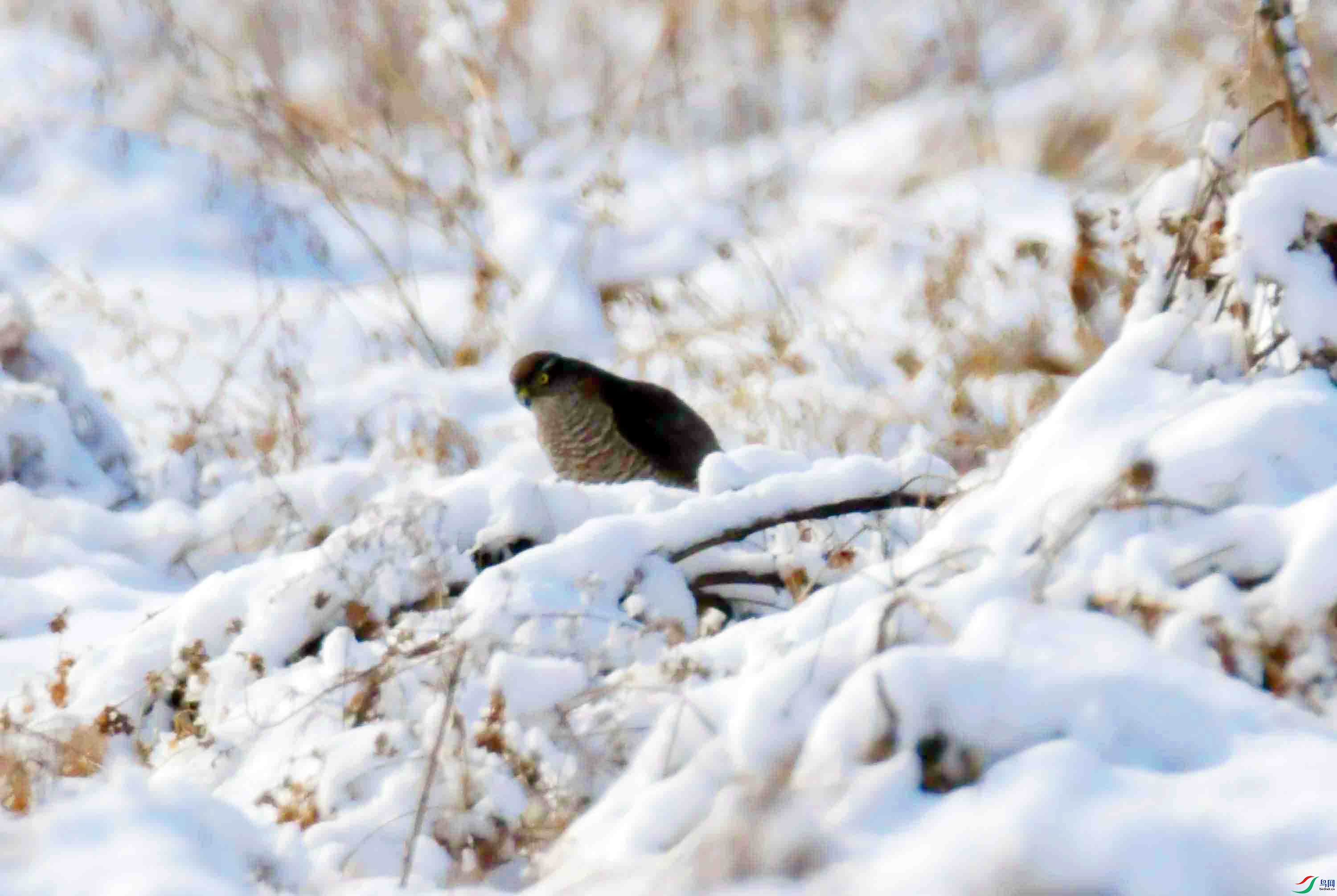 DSC_2589.JPG