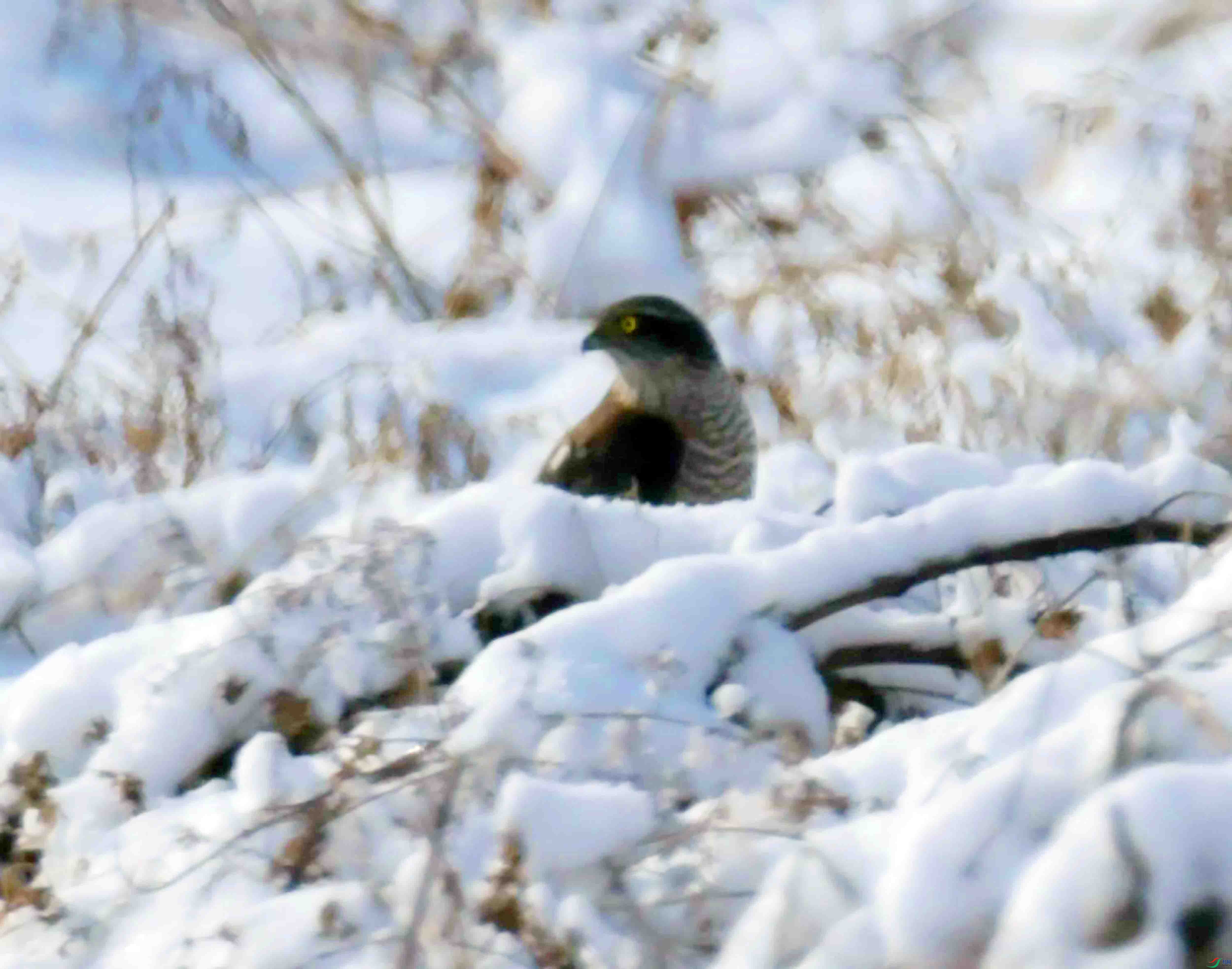 DSC_2579.JPG