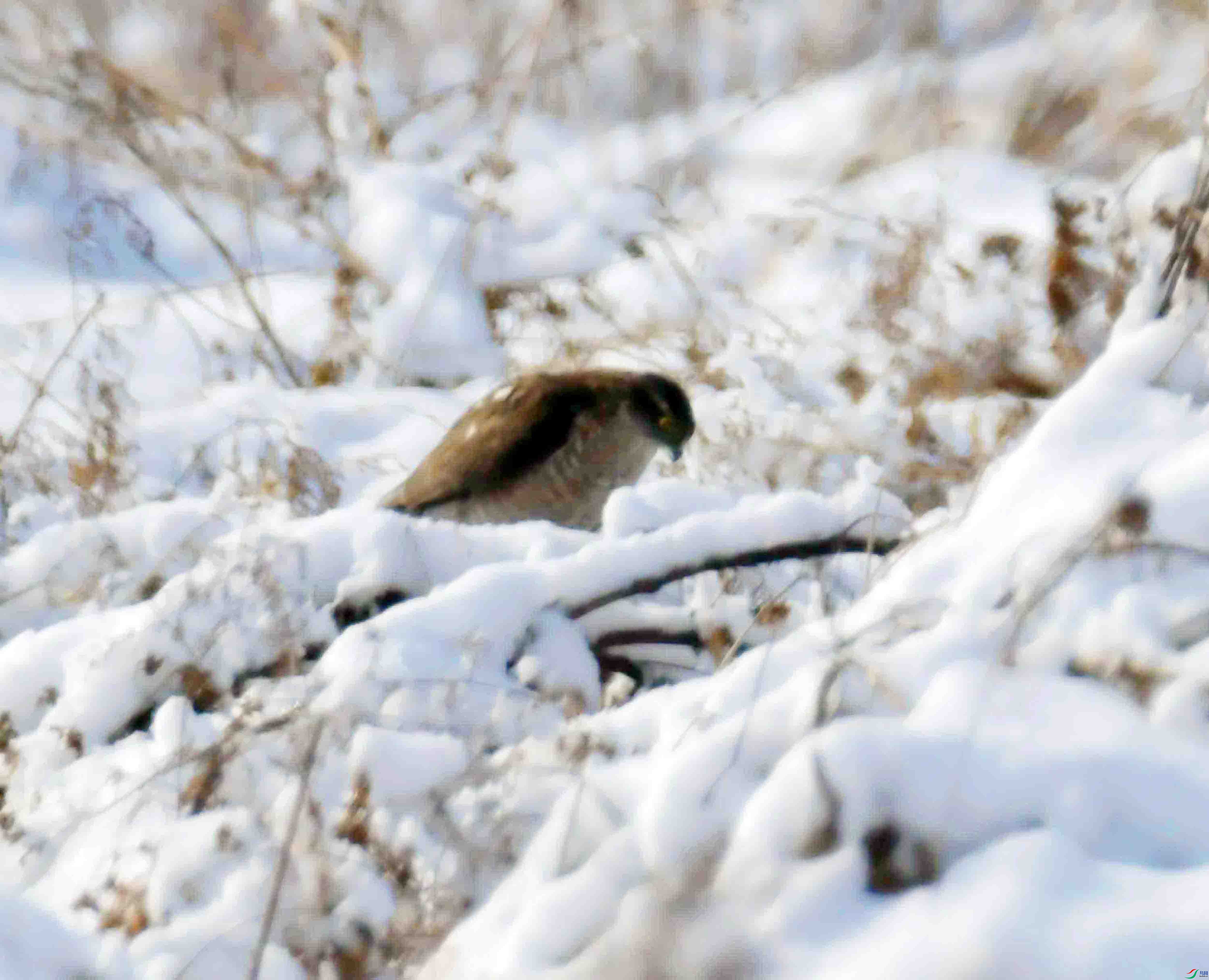 DSC_2596.JPG