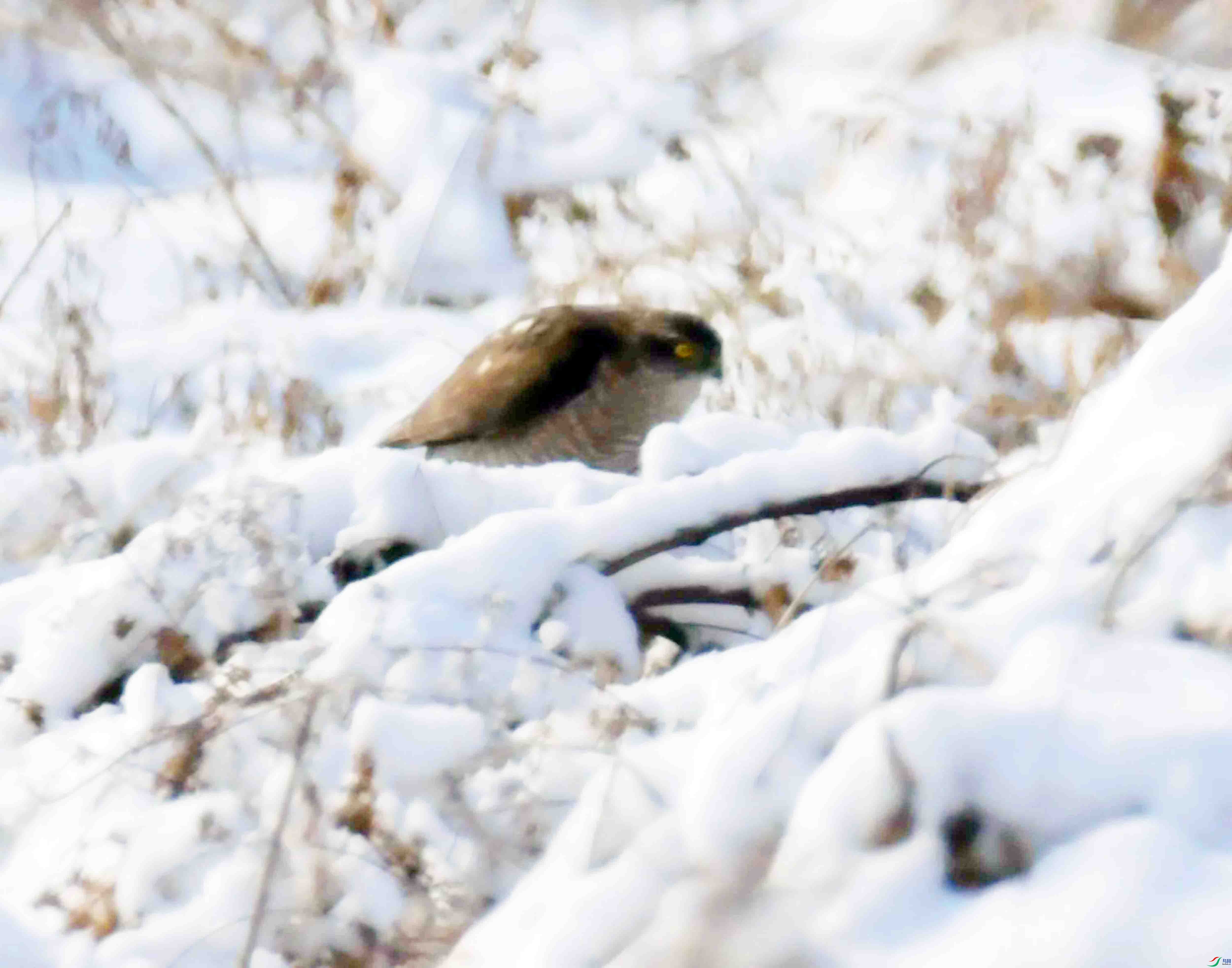 DSC_2594.JPG