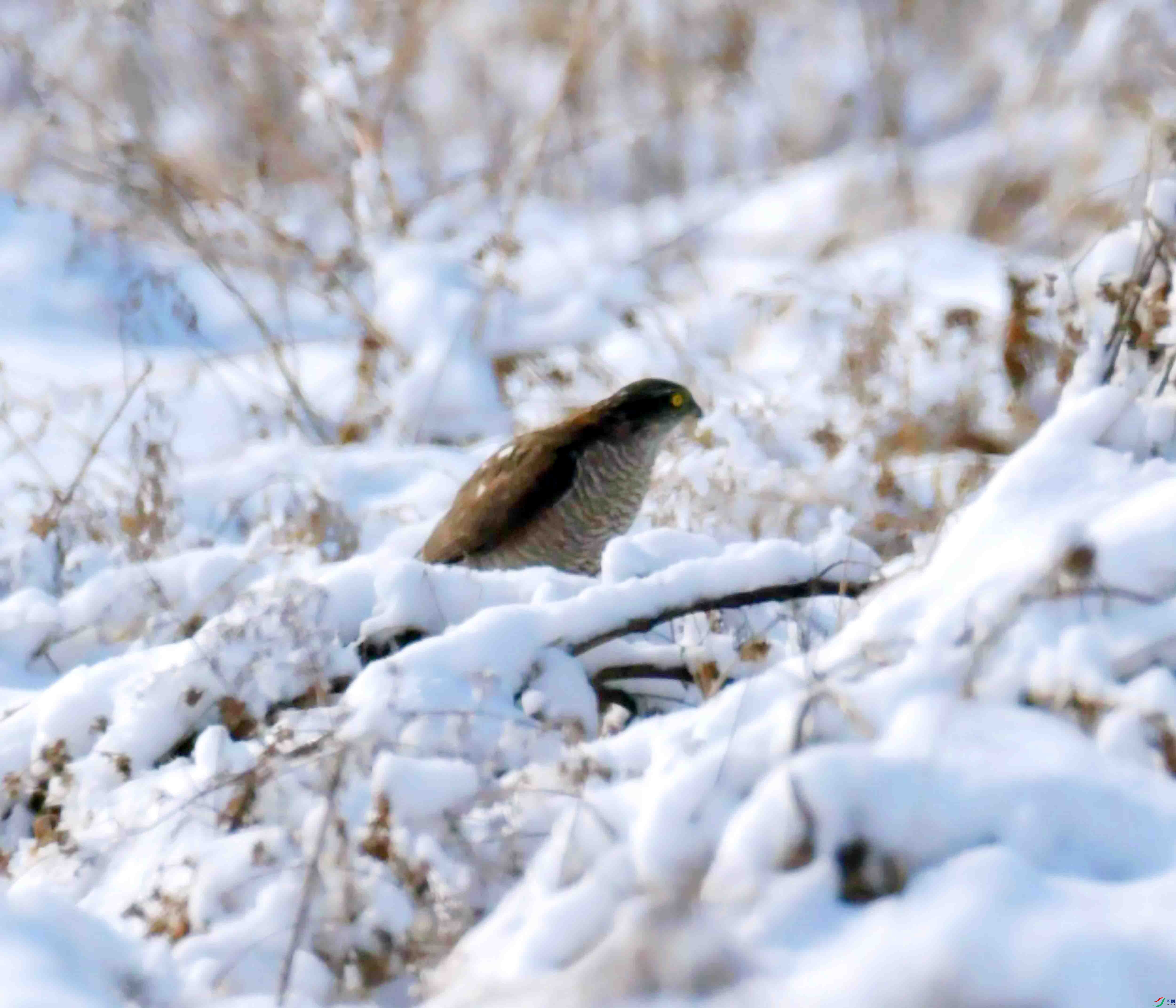 DSC_2597.JPG
