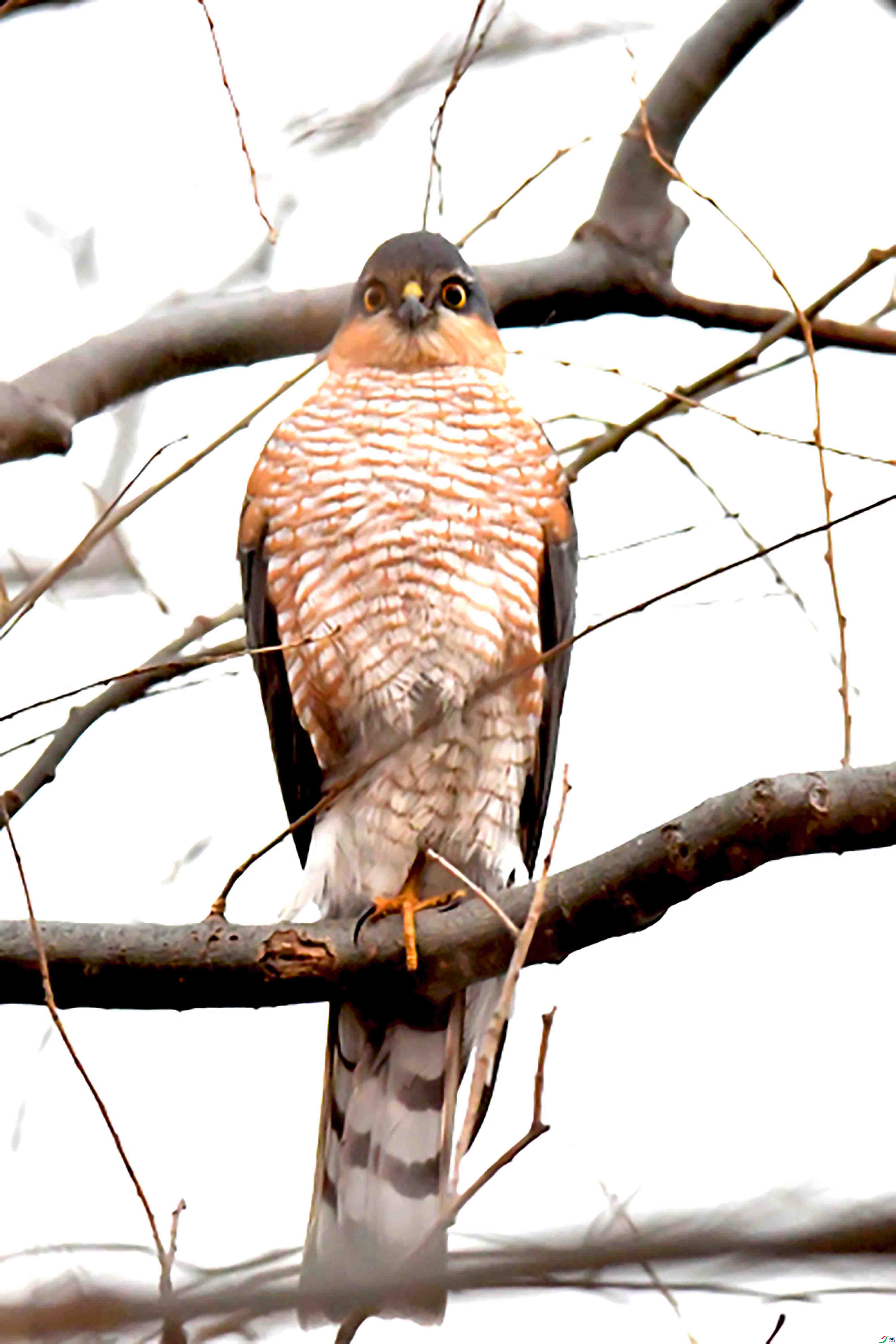 DSC_2604.JPG