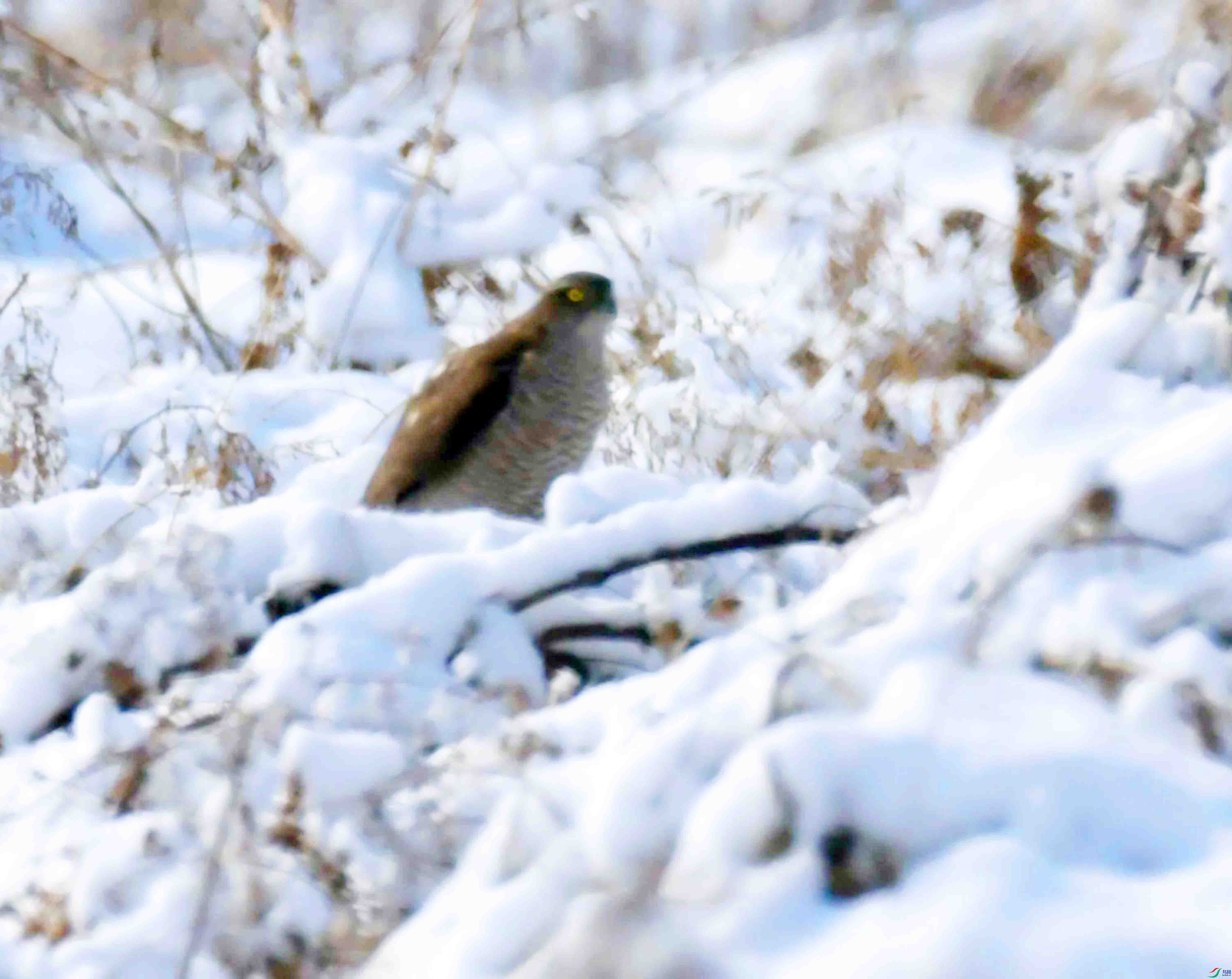 DSC_2602.JPG