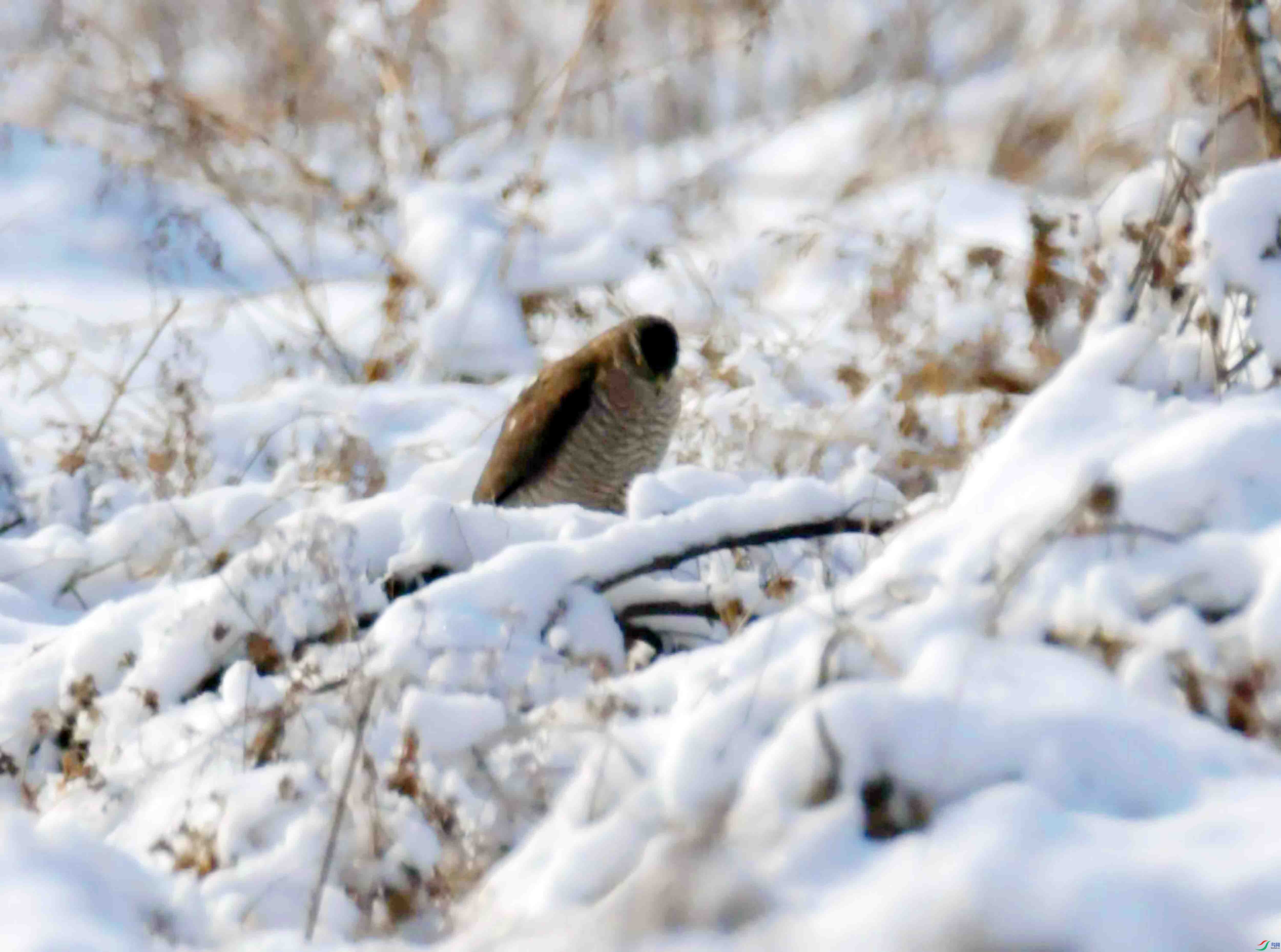 DSC_2603.JPG
