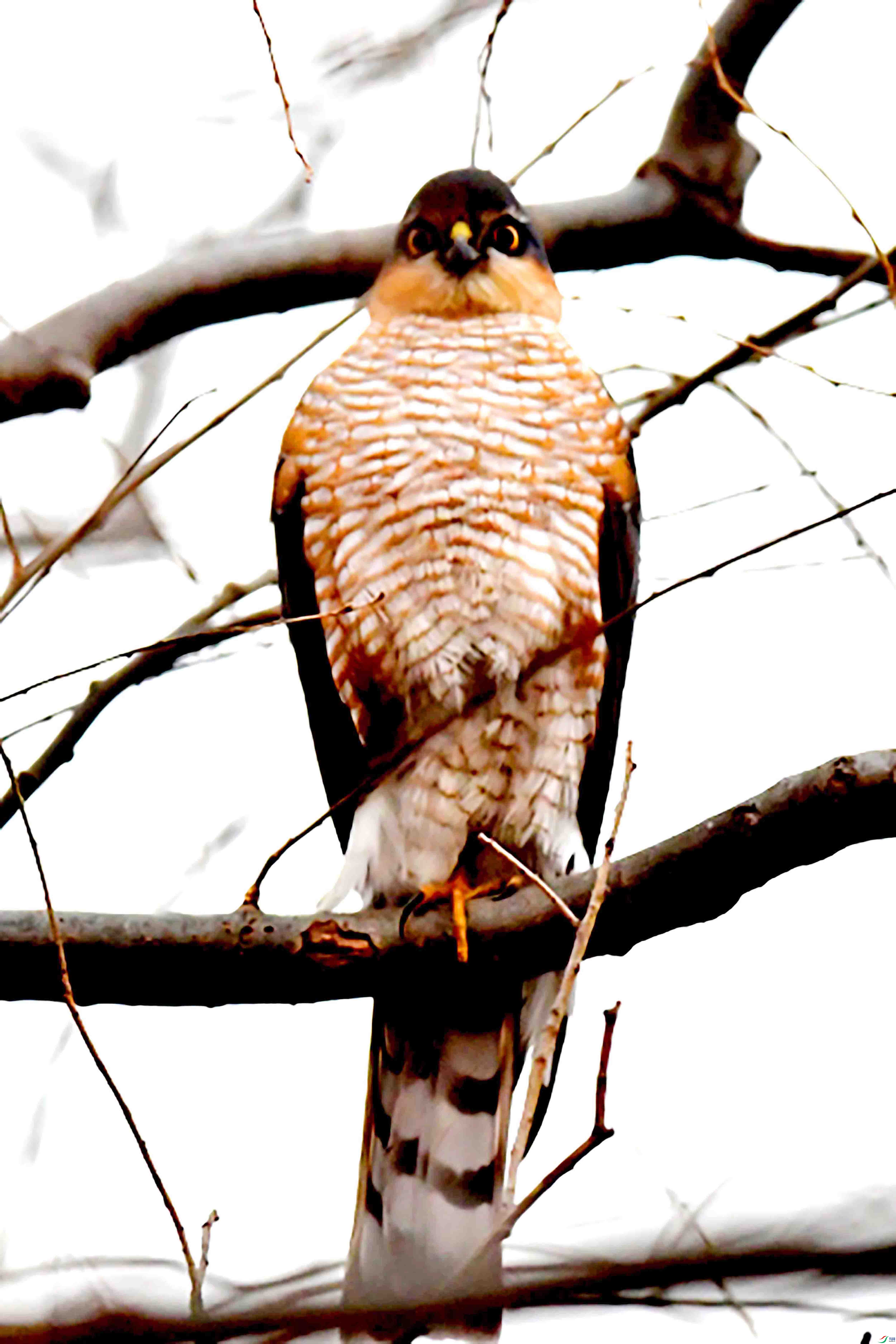 DSC_2605.JPG