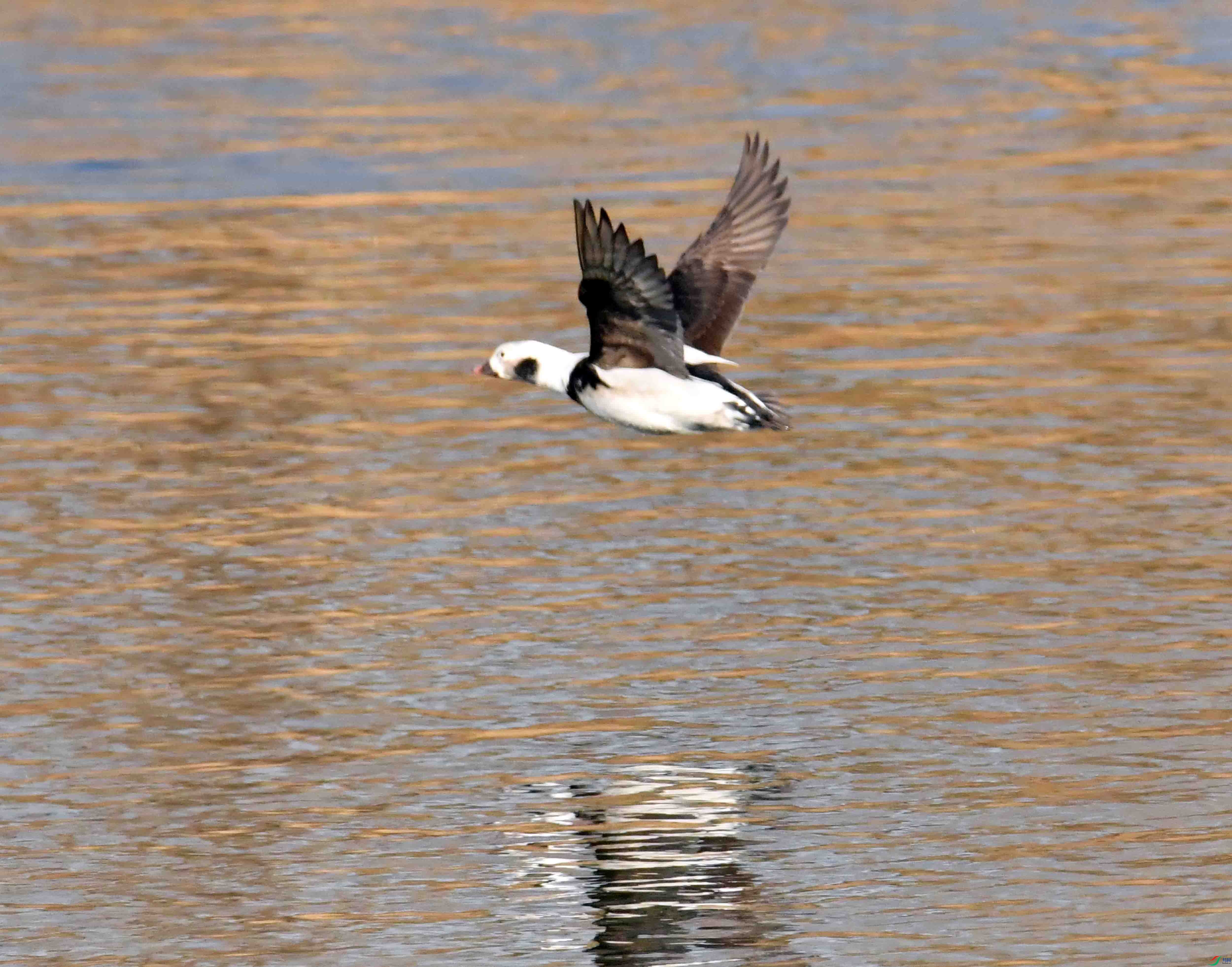 DSC_7559.JPG
