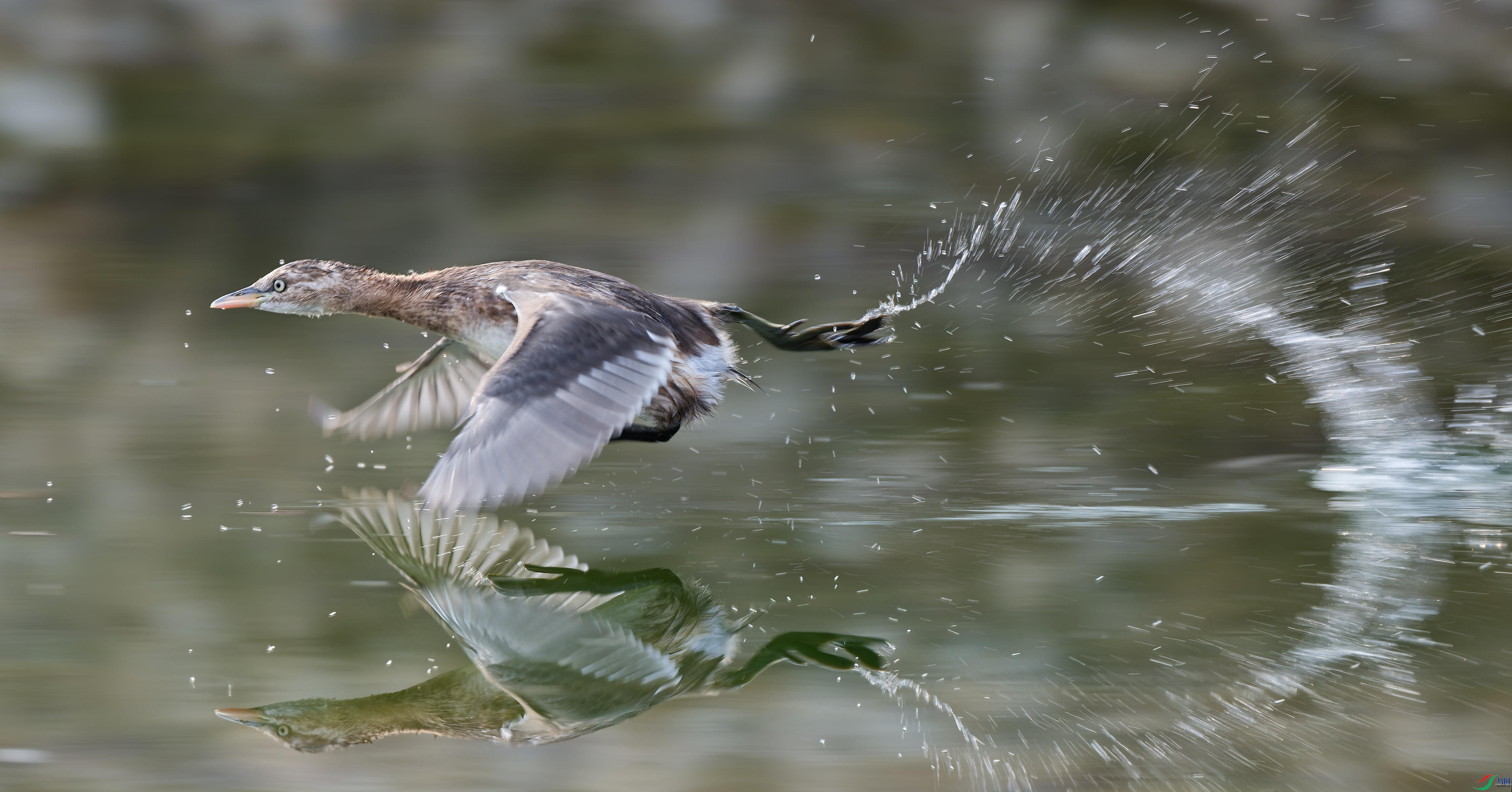 DSC_44191.jpg