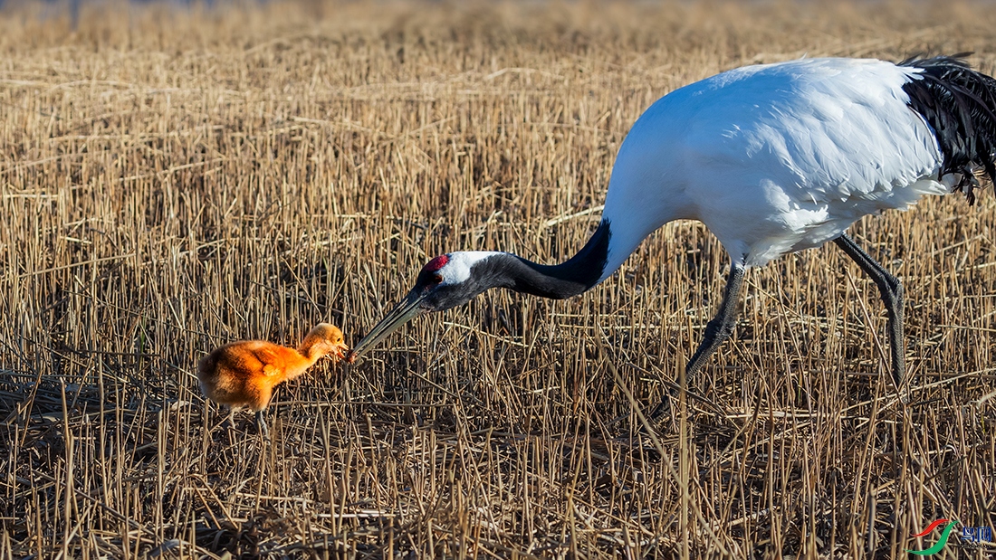 ������----��������