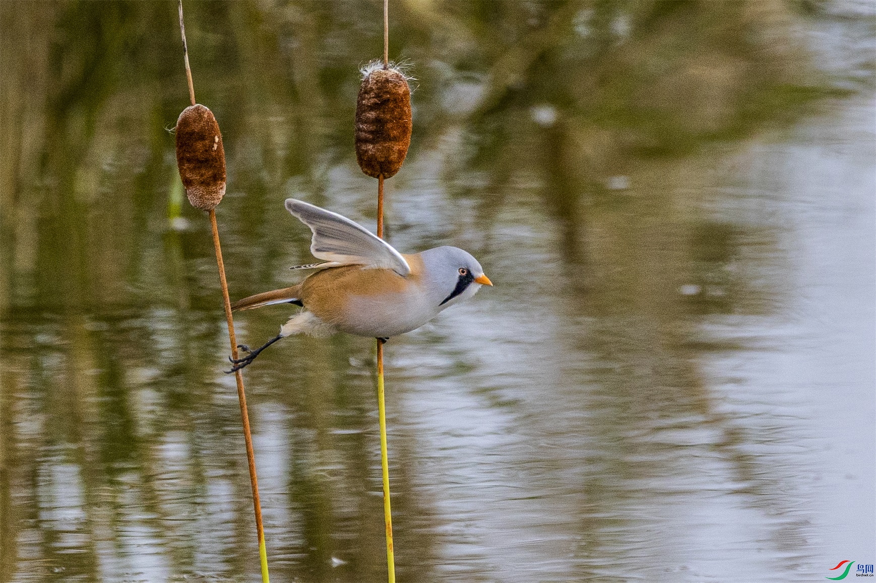 1K3A8977 ����1.jpg