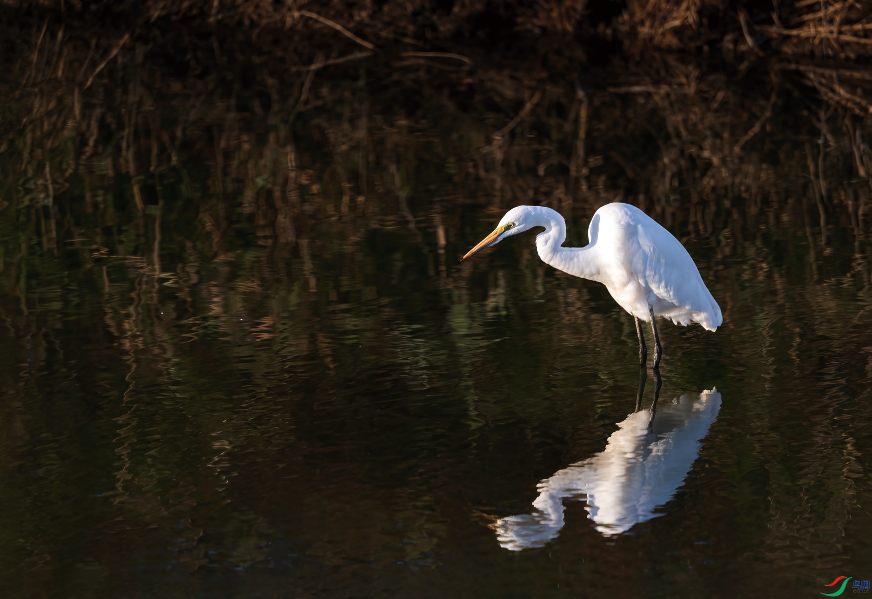 BF1I1620 ����_����.jpg