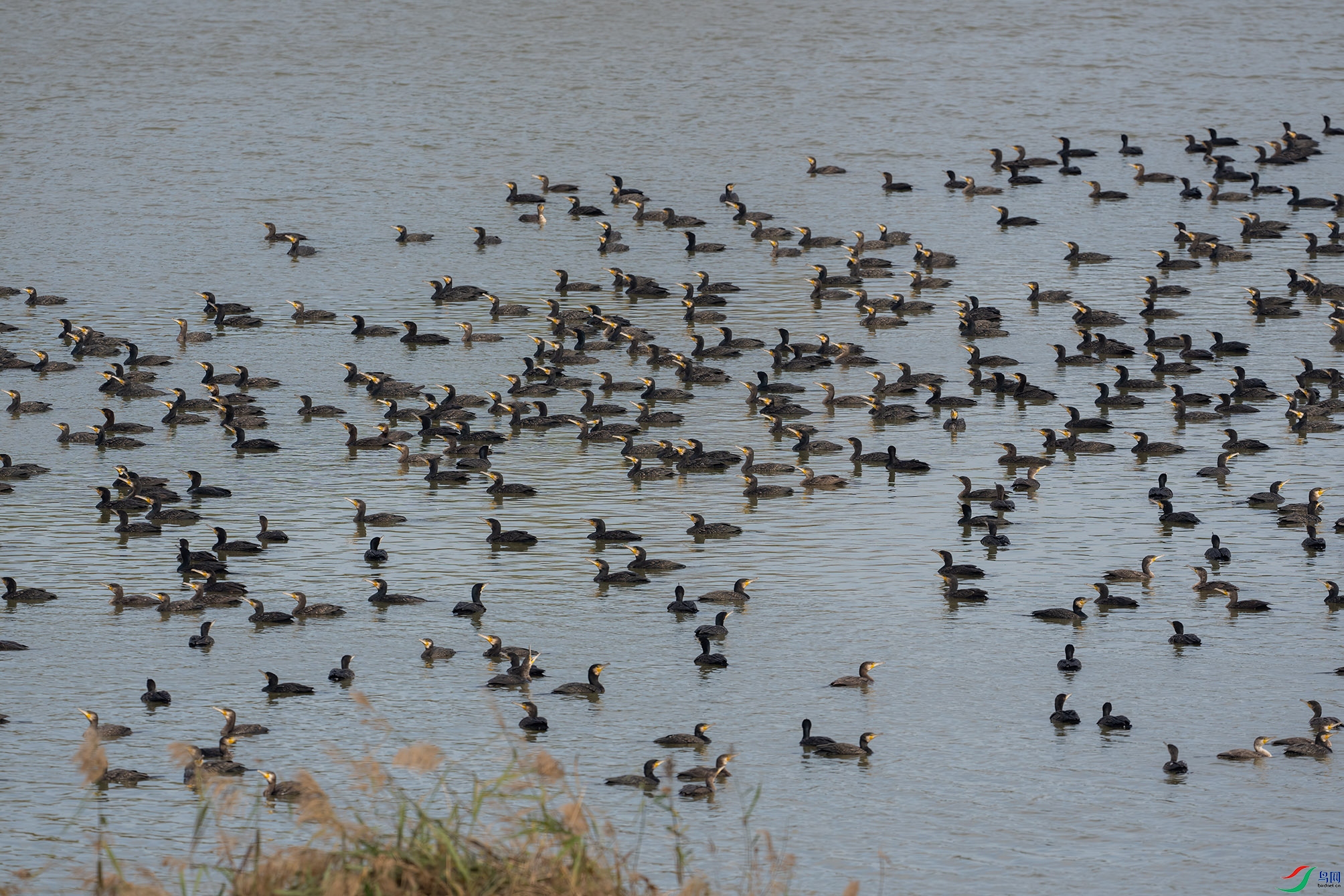 DSC01530-x ����.jpg