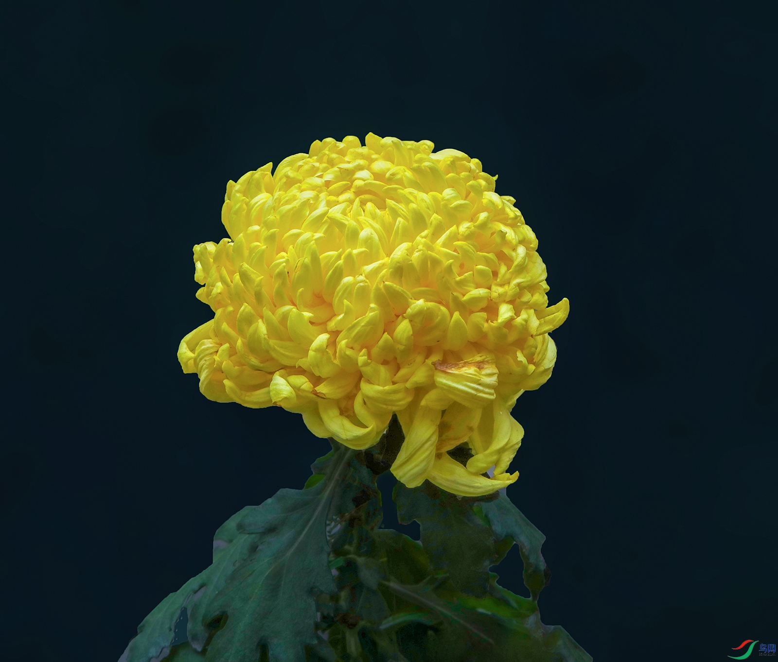 0000583A0209 ����ǧ�� 1000k.jpg