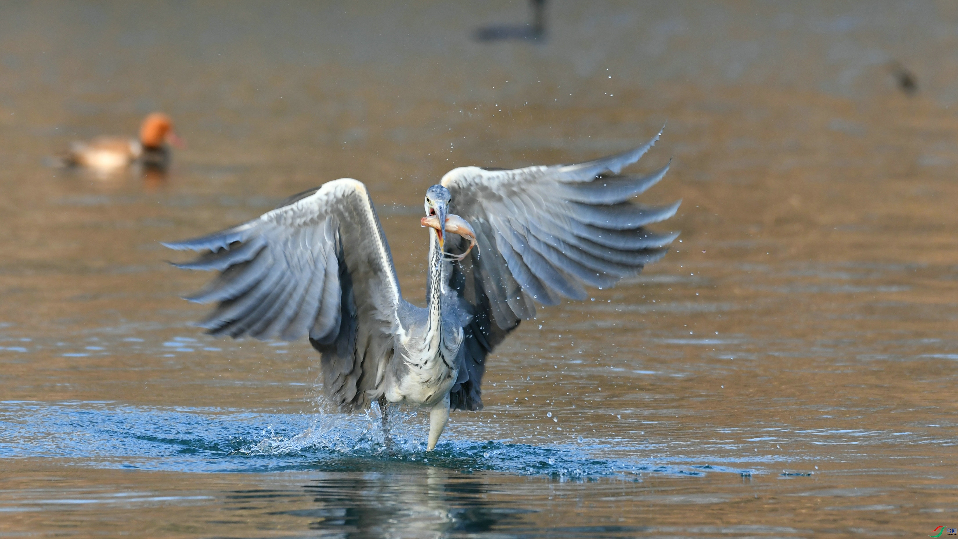 DSC_9582.JPG