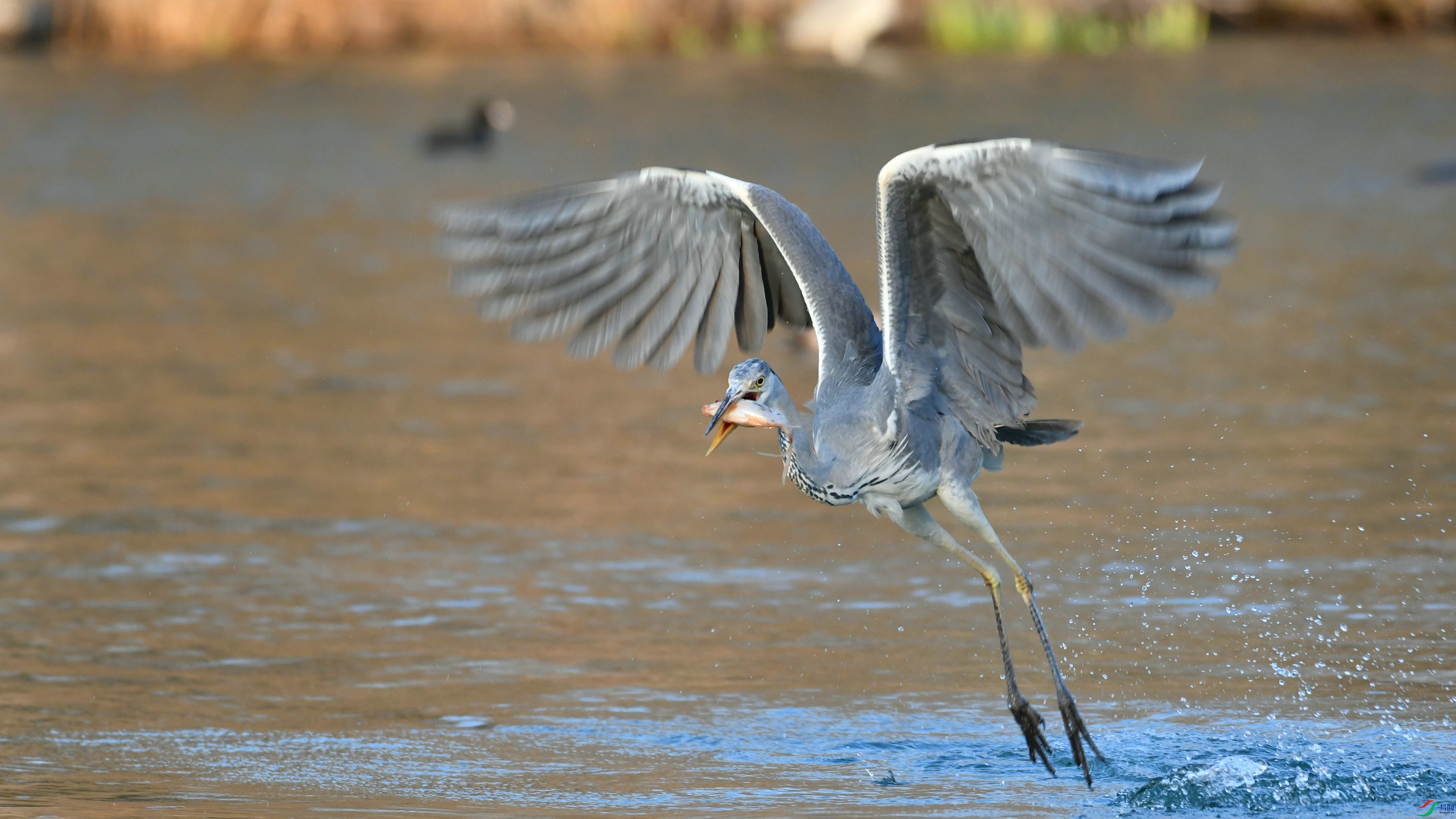DSC_9585.JPG