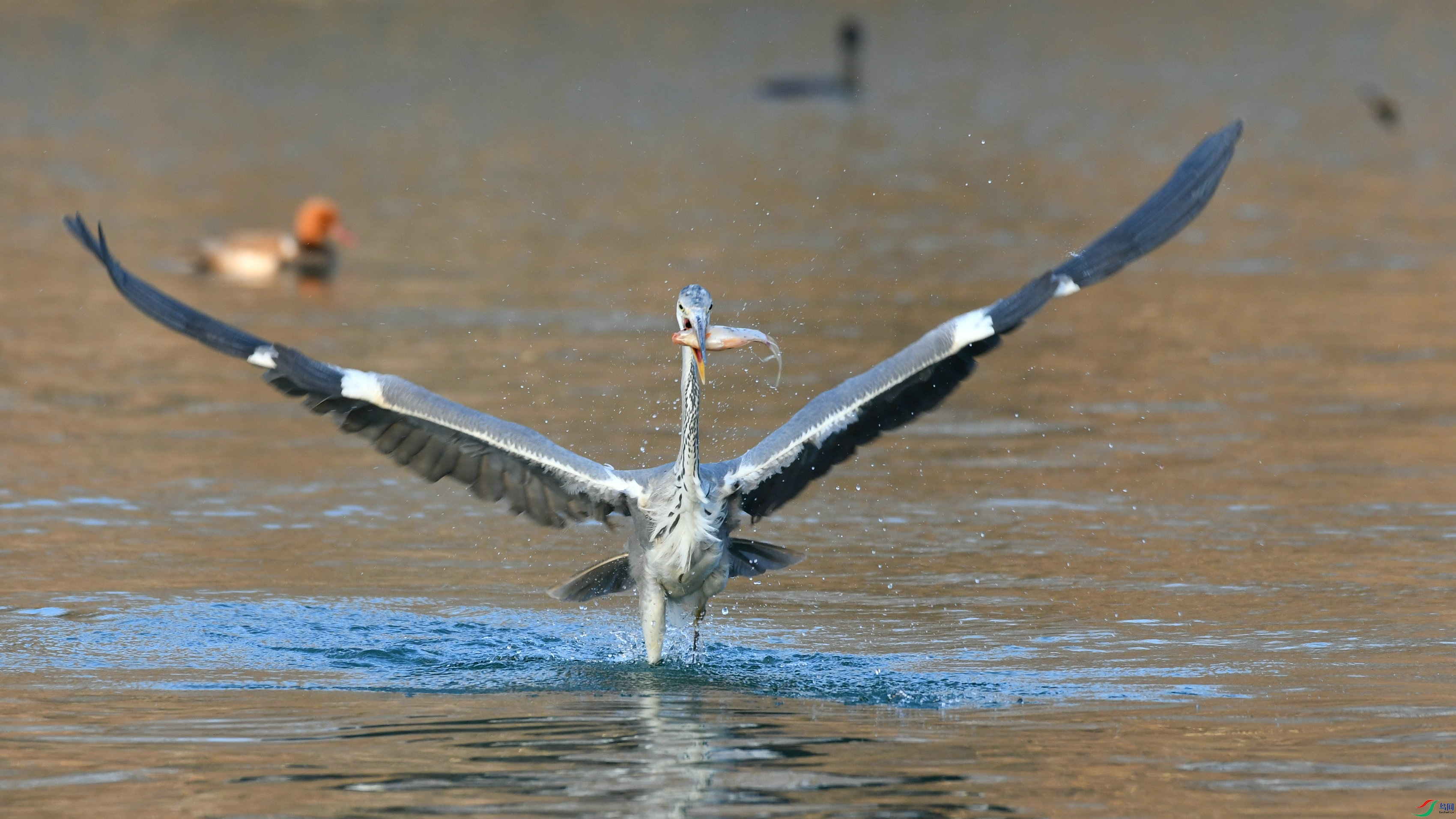 DSC_9583.JPG