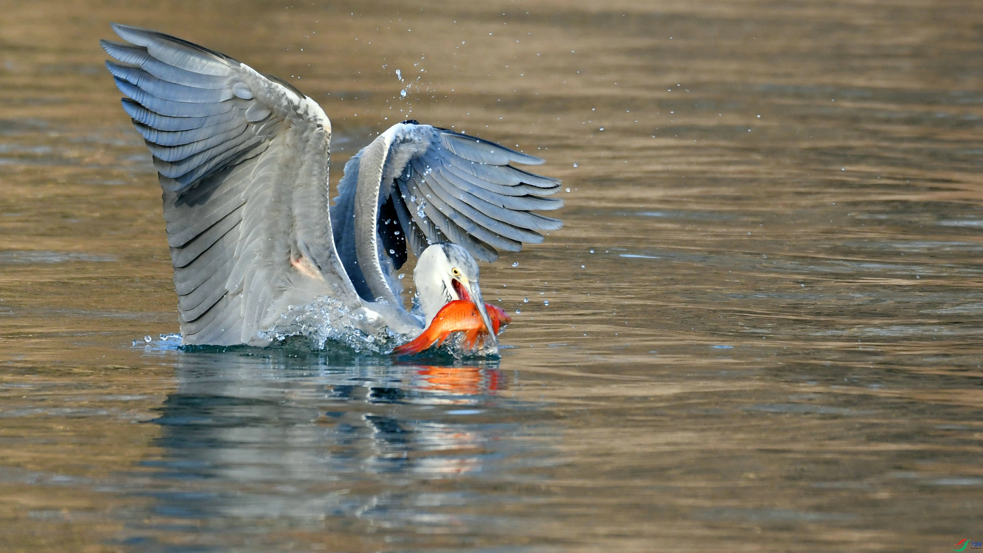 DSC_9594.JPG