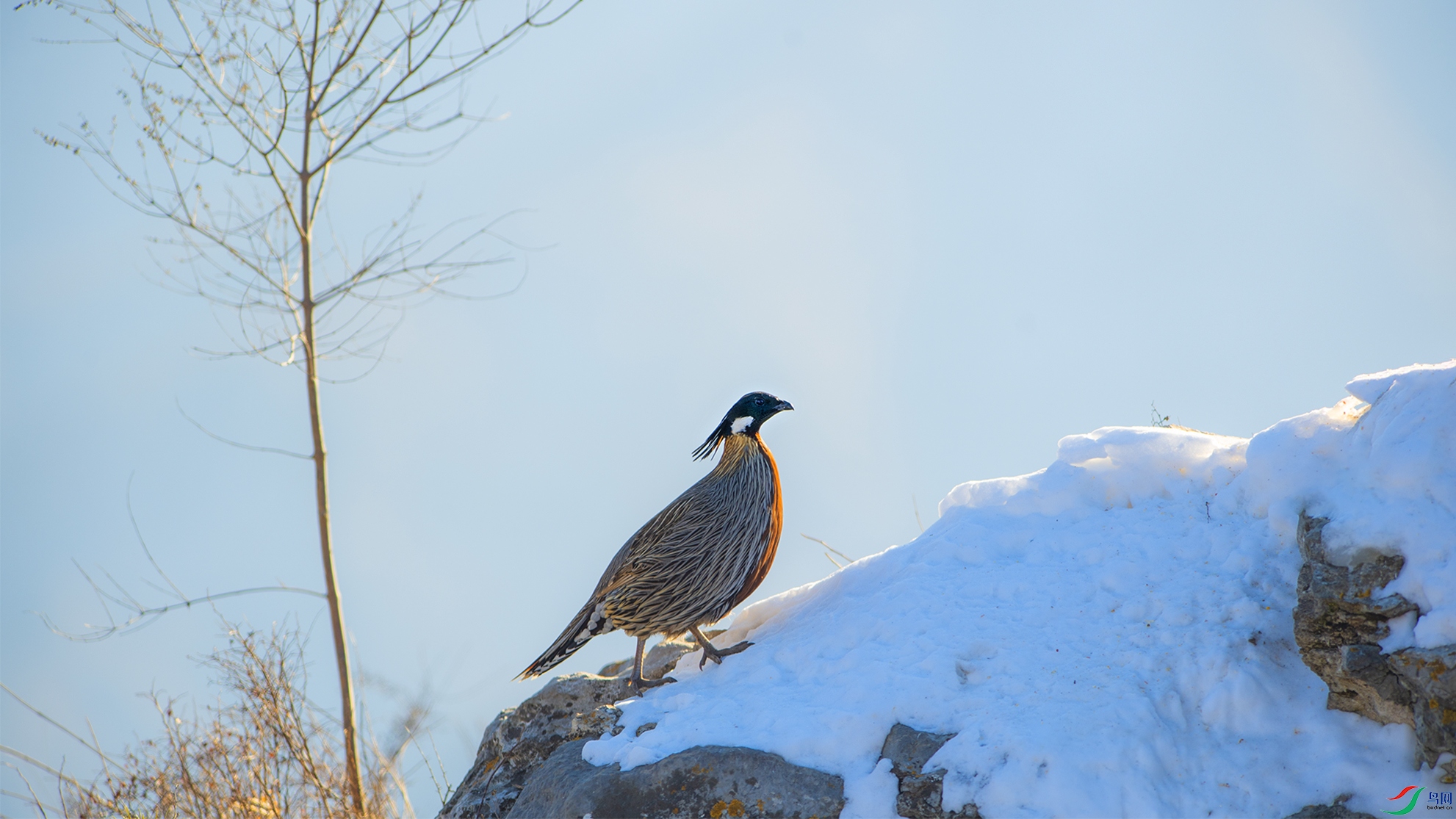 _DSC3781.jpg