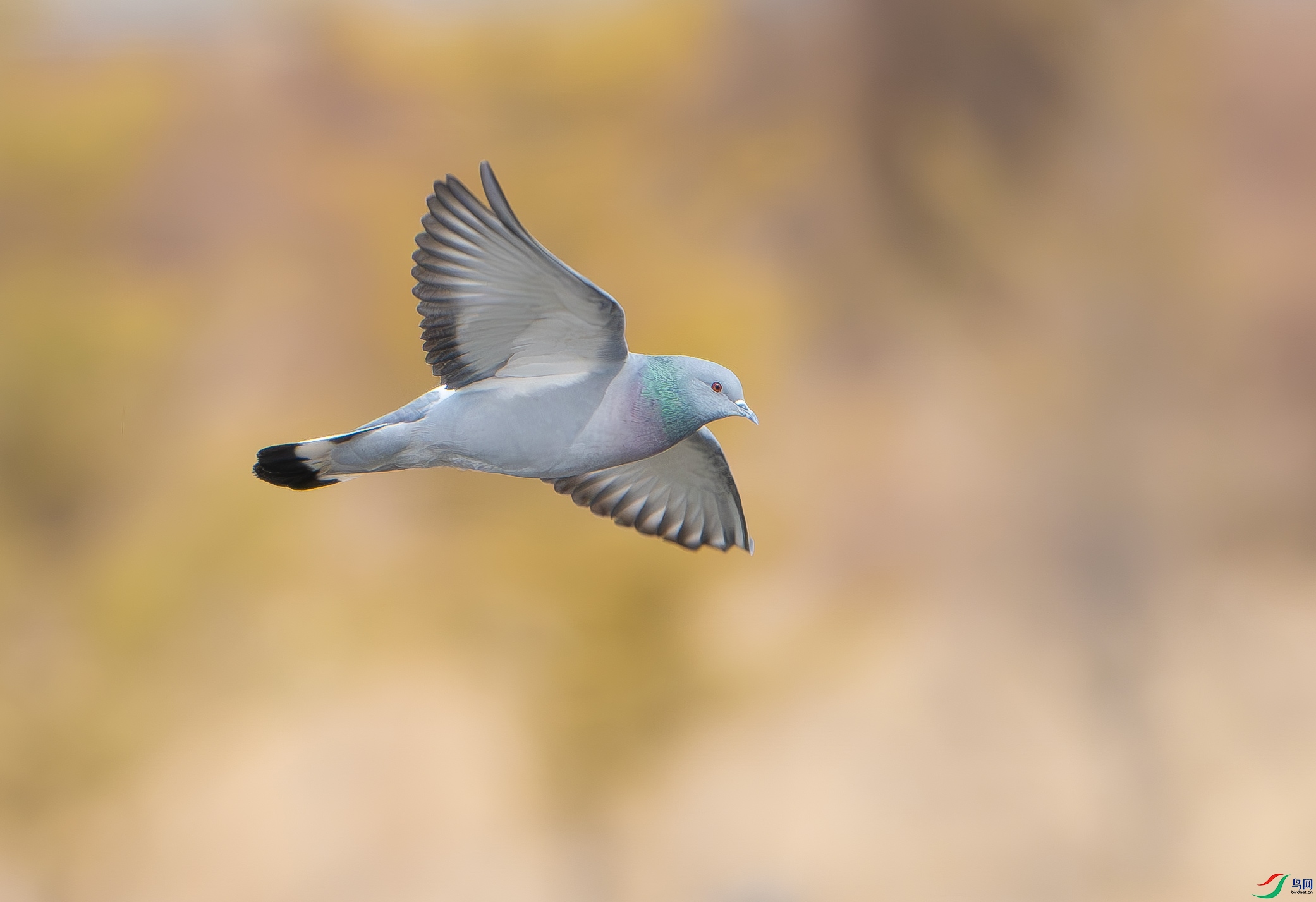 DSC_4925.jpg