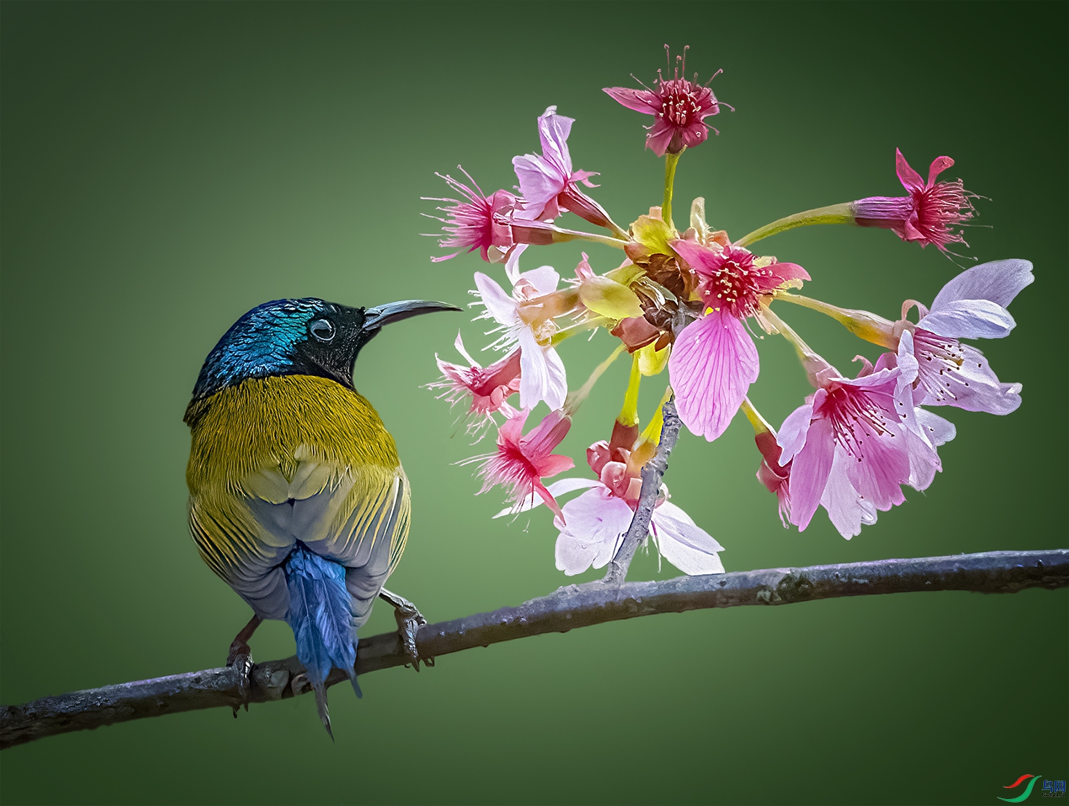 ����һ����