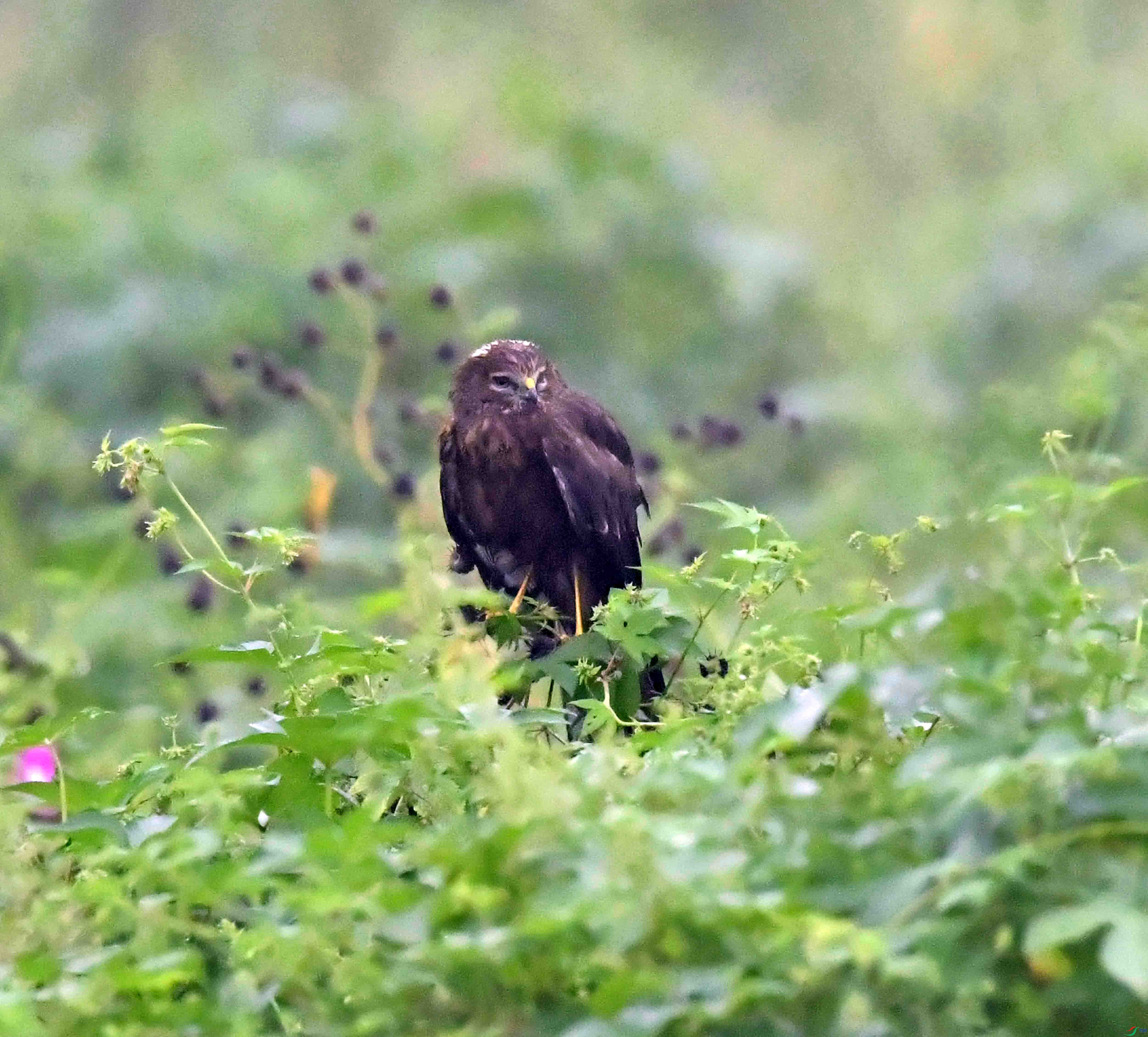 DSC_2358.JPG