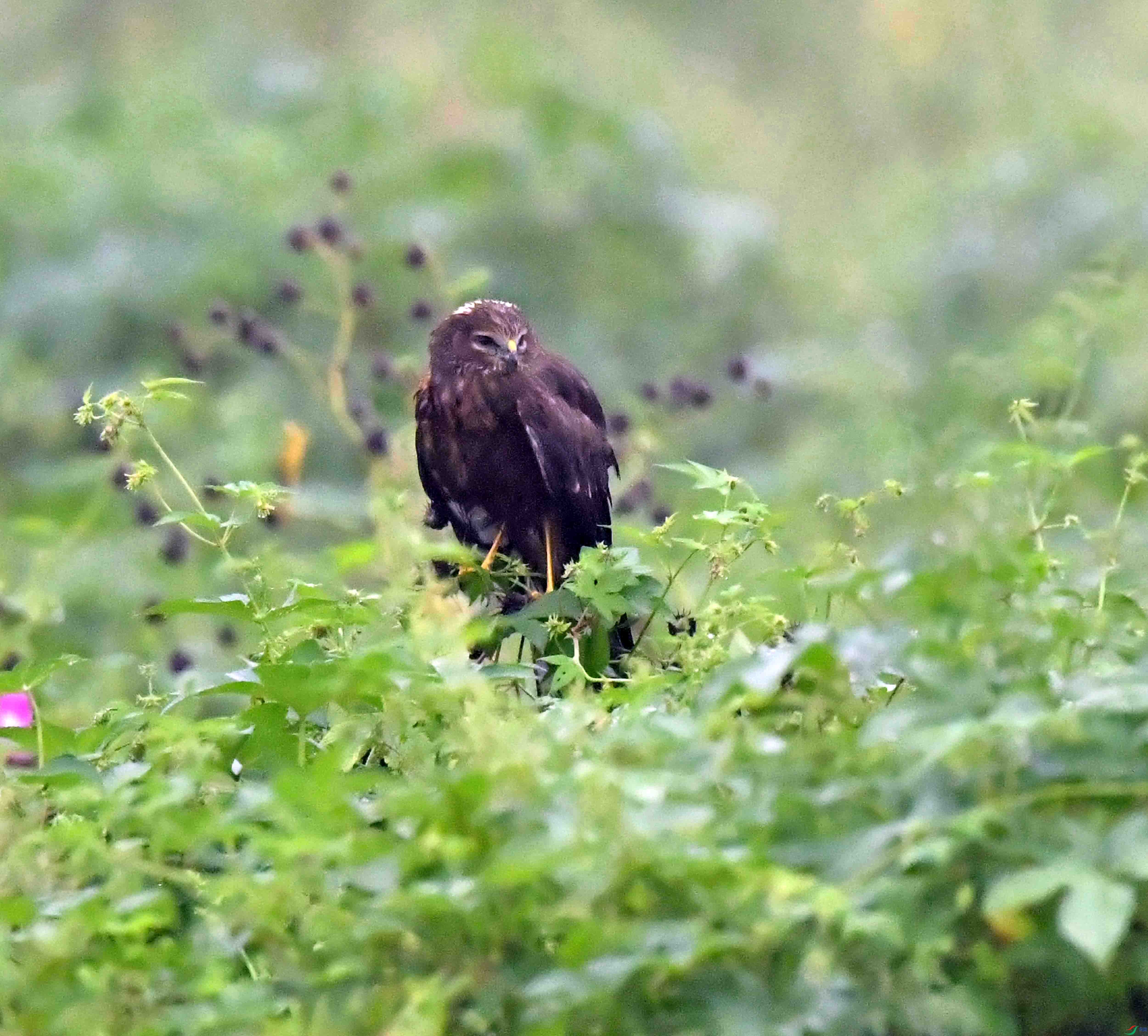 DSC_2360.JPG